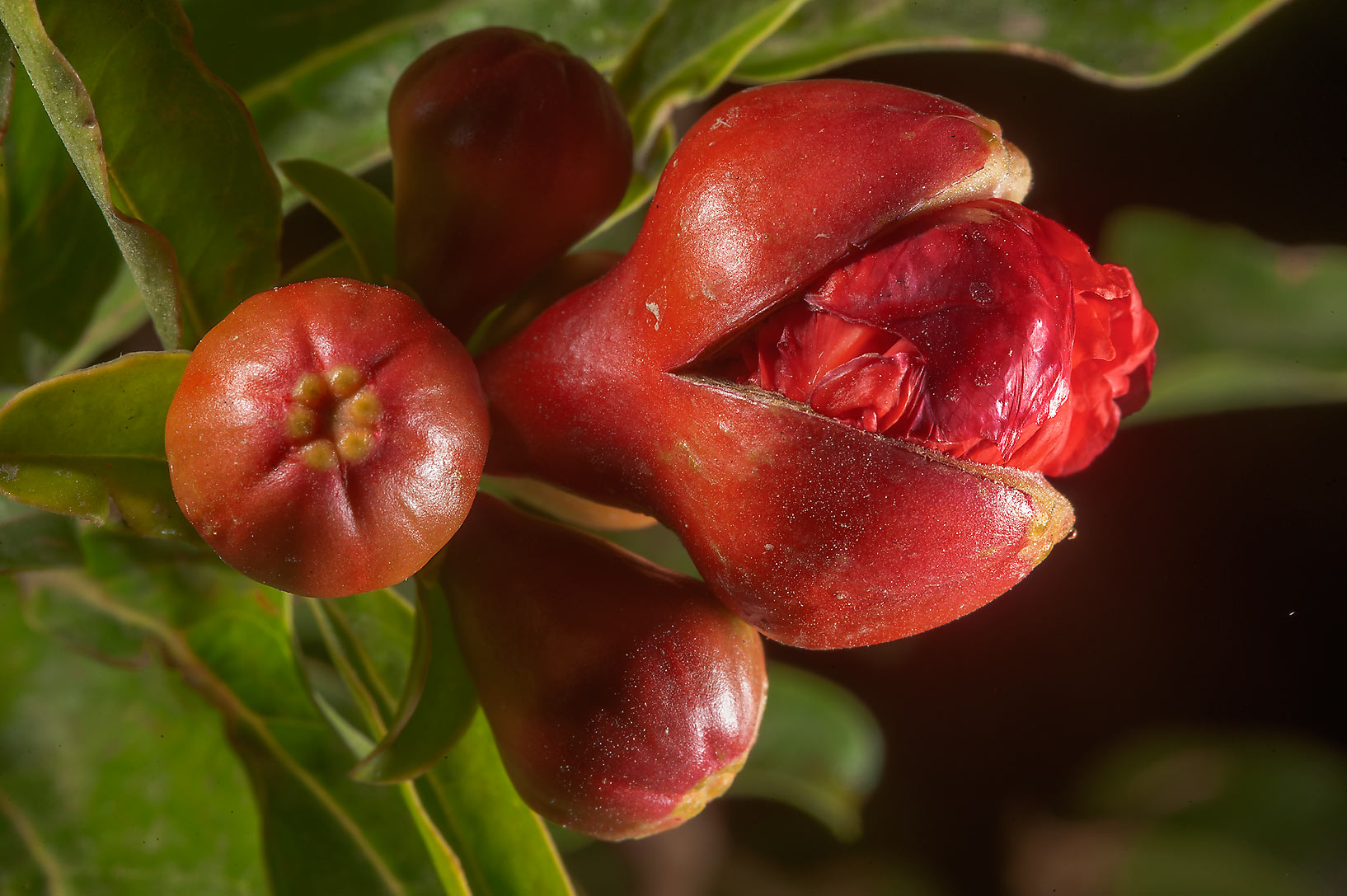 Punica granatum (Pomegranate)