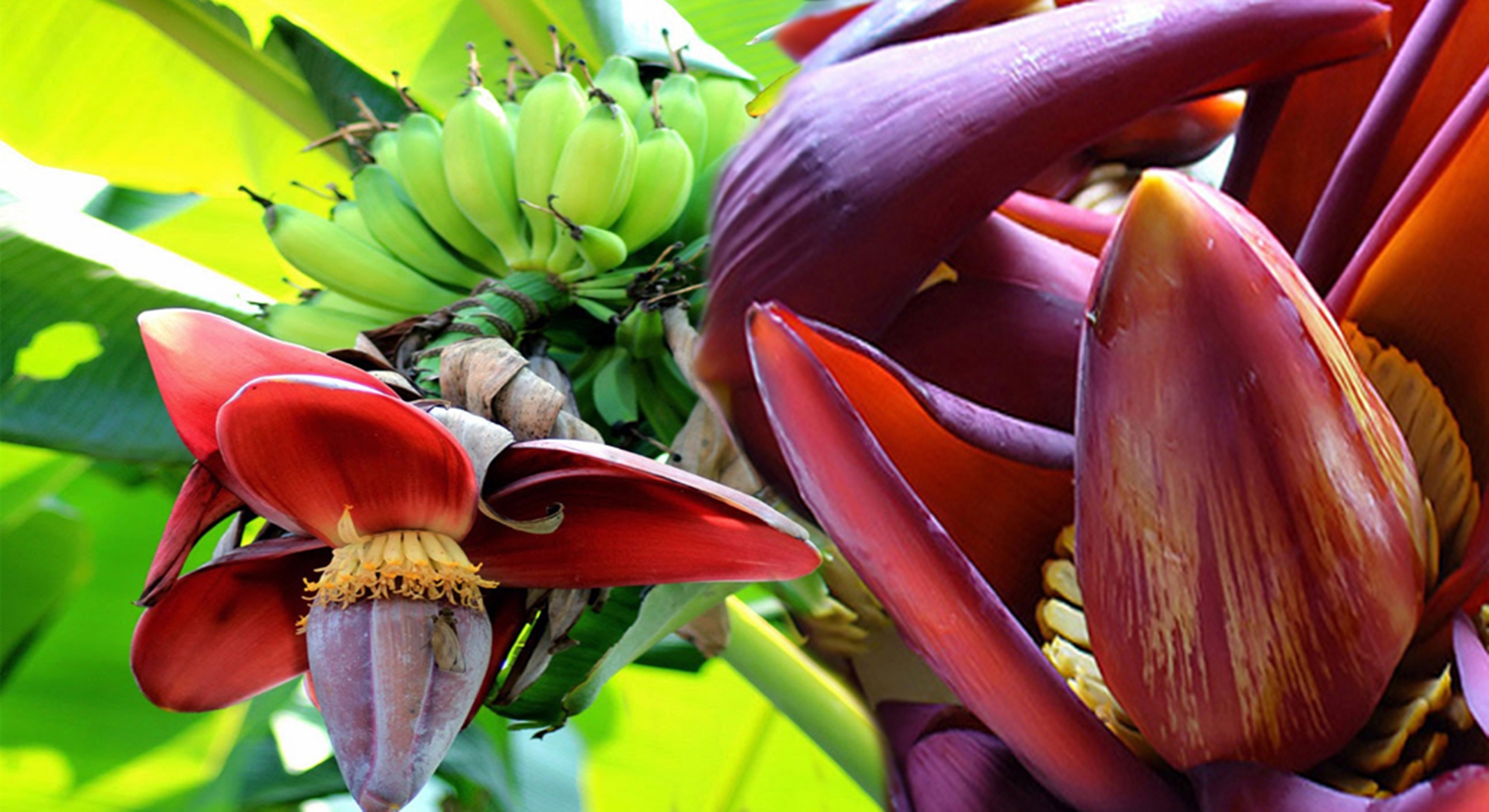 Как цветет банан. Банановая Пальма цветет. Соцветие банана. Цветение бананового дерева. Банановое дерево цветет.