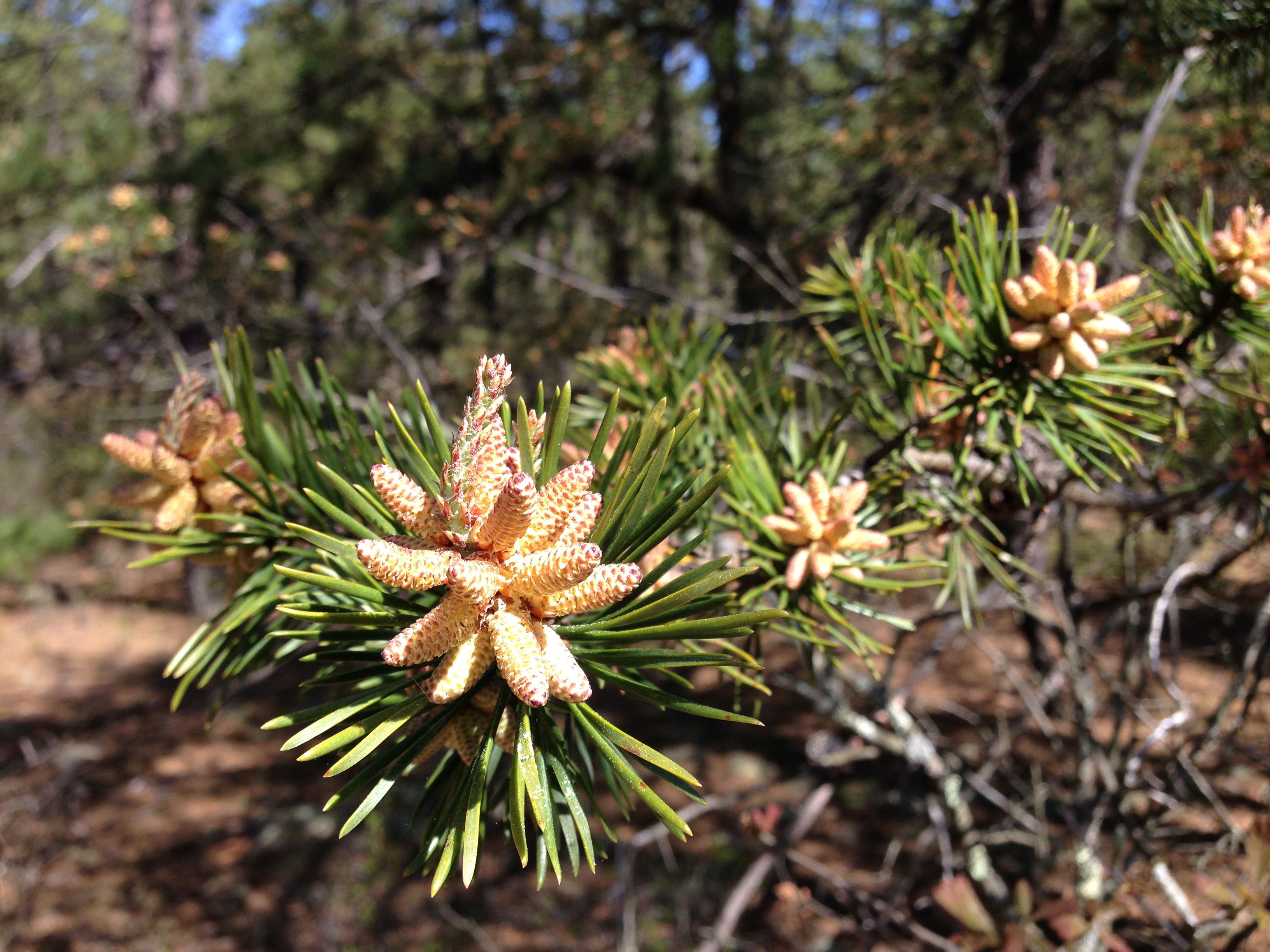 Хвойная 70. Сосна румелийская. Pinus mugo шишки. Сосна Горная цветение. Шишка сосны Pinus lambertiana.