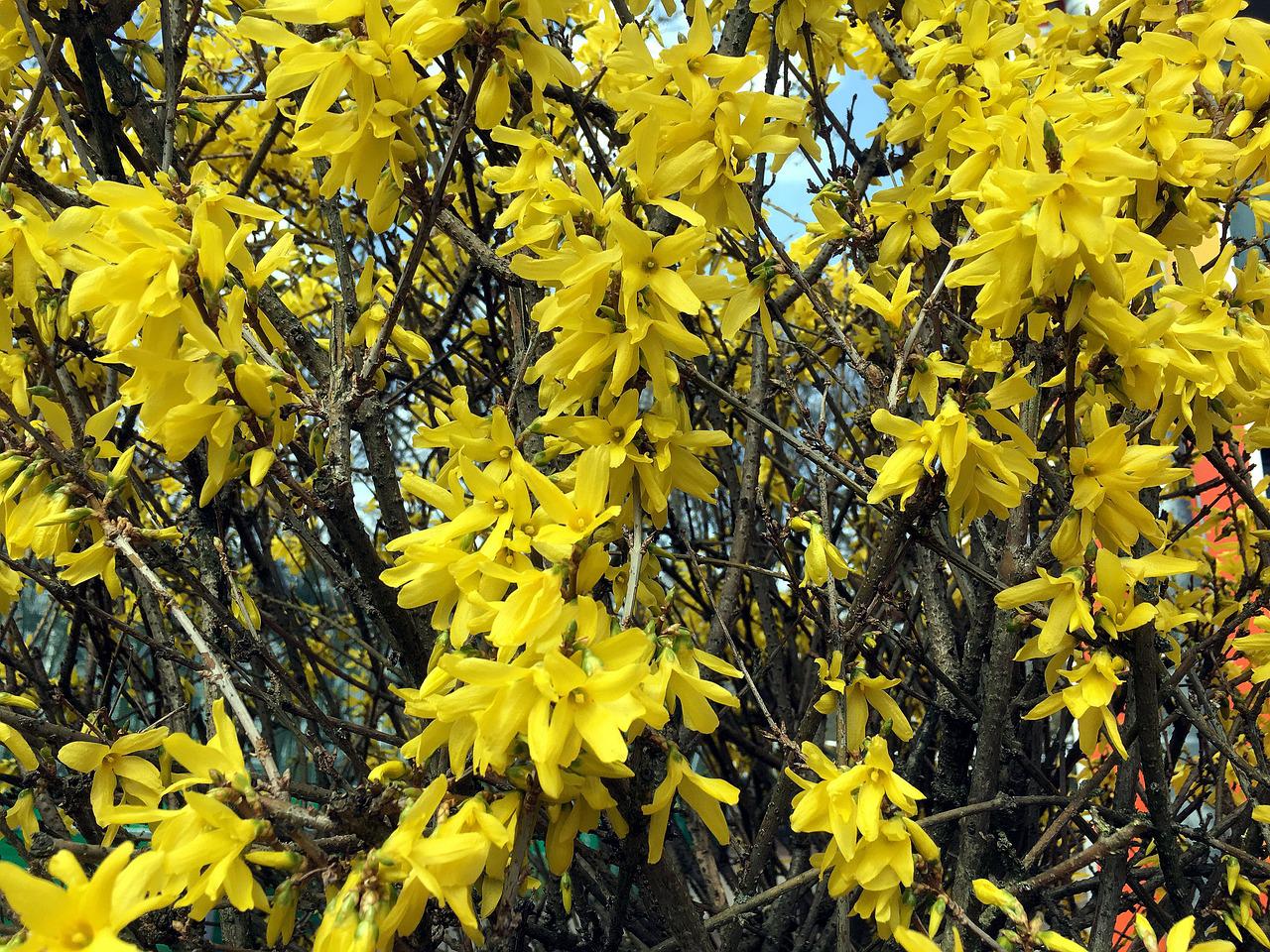 Кусты цветут желтыми цветами весной название. Форзиция. Форзиция миниголд. Желтый кустарник форзиция. Форзиция Форчуна.