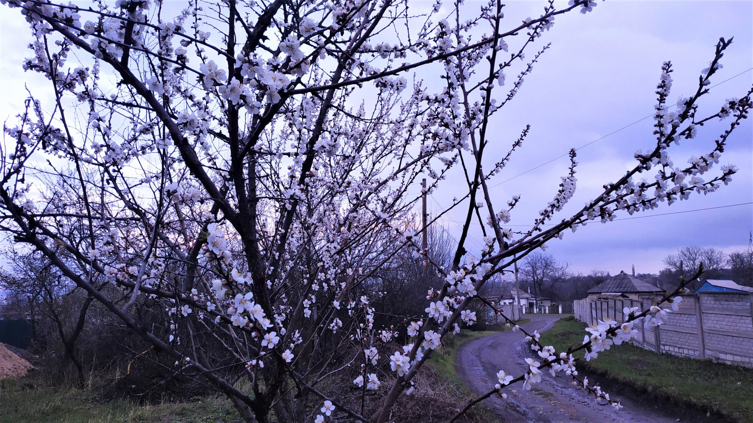 1 зацвели деревья. Абрикос Триумф Северный цветение. Цветение абрикоса в Краснодаре. Ейск абрикос цветение. Бишкек цветение Урюк.