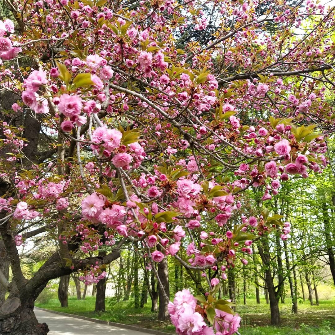 цветение сакуры в москве