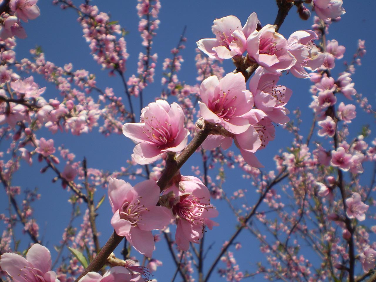 Что цветет розовым в крыму. Дерево нектарин цветет. Персик дерево цветет. Цветы персикового дерева. Цветущее персиковое дерево.