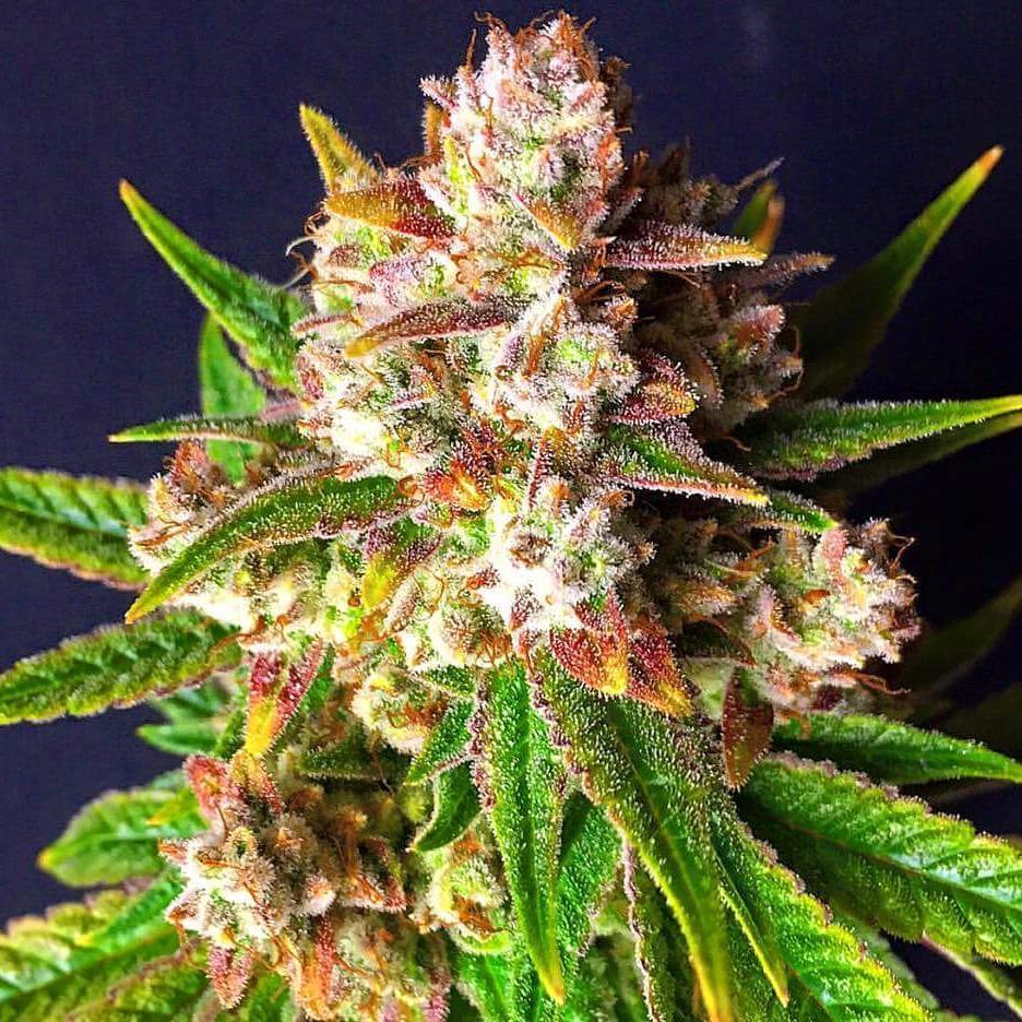 Цветения марихуаны самый простой для выращивания сорт конопли