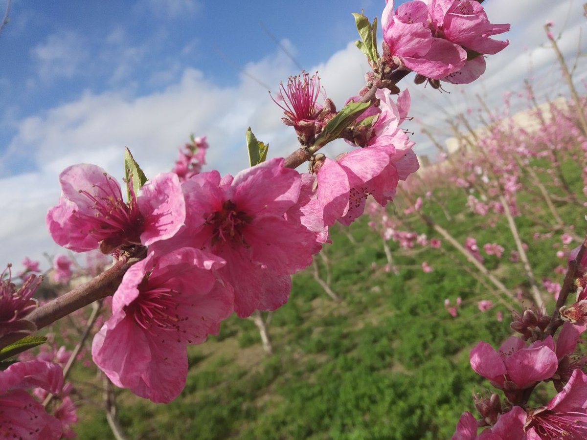 Навруз в Ташкенте цветение