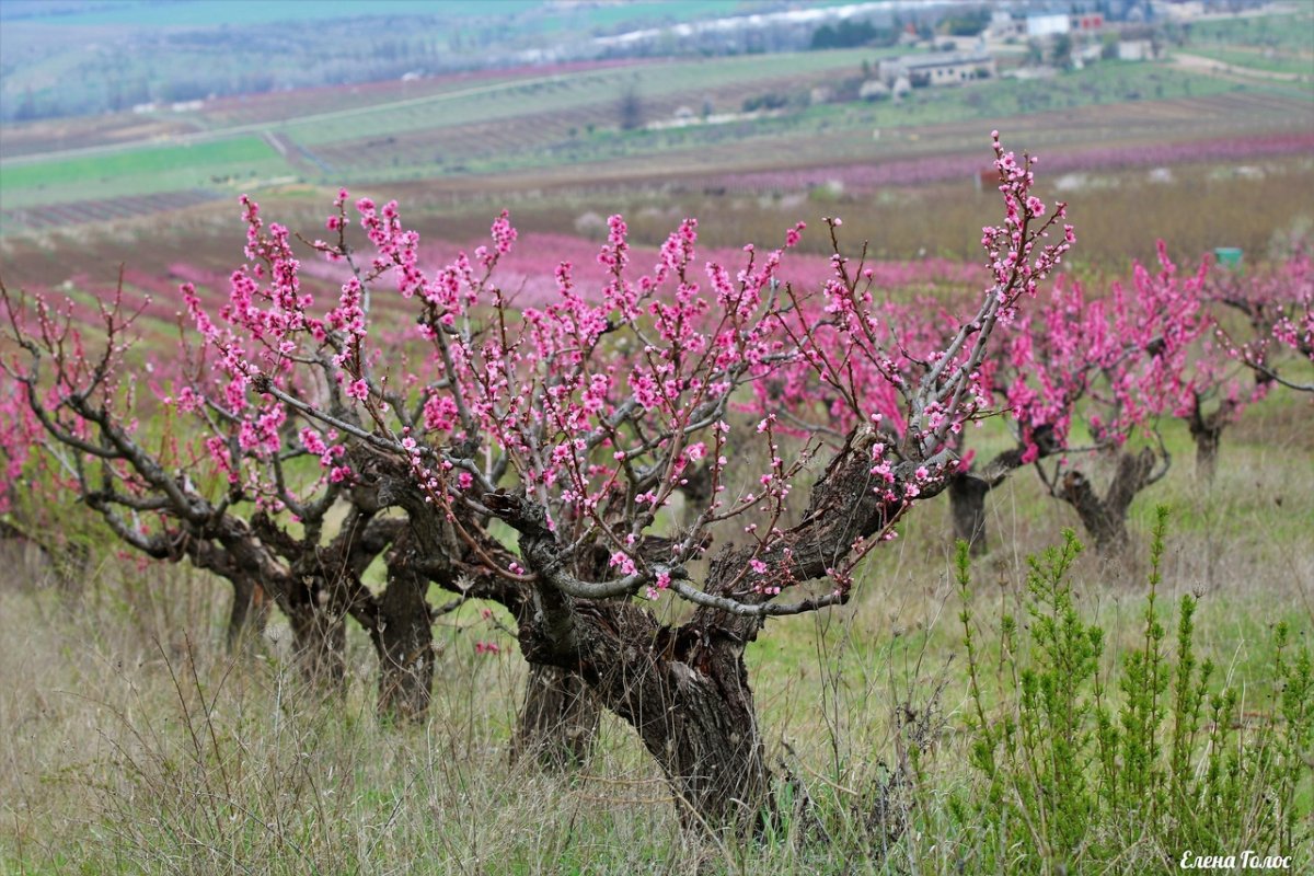 Персиковое дерево цветет Крым