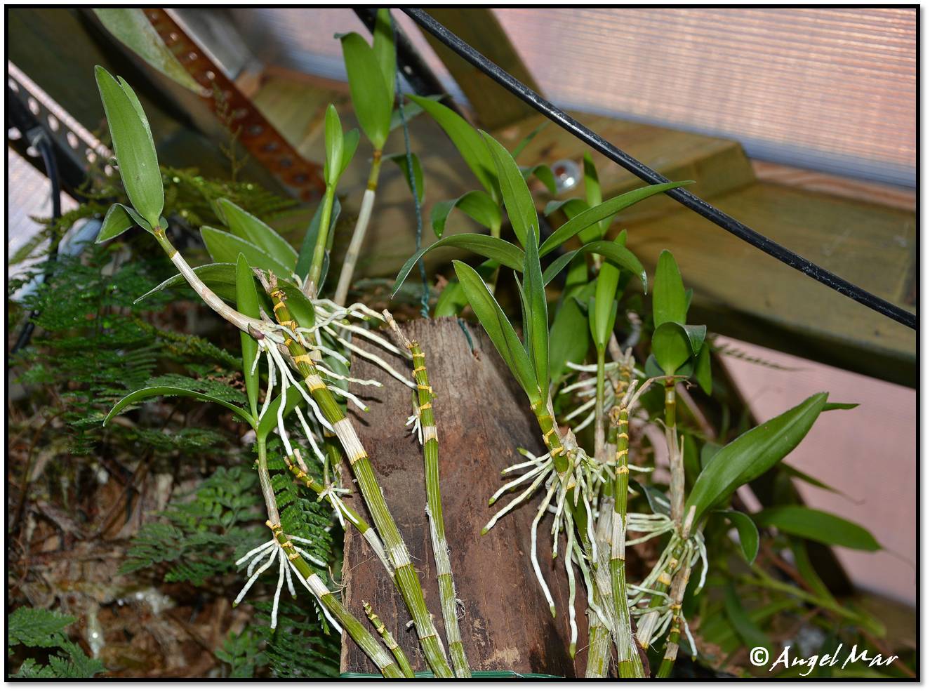 Орхидея бамбуковая Дендробиум