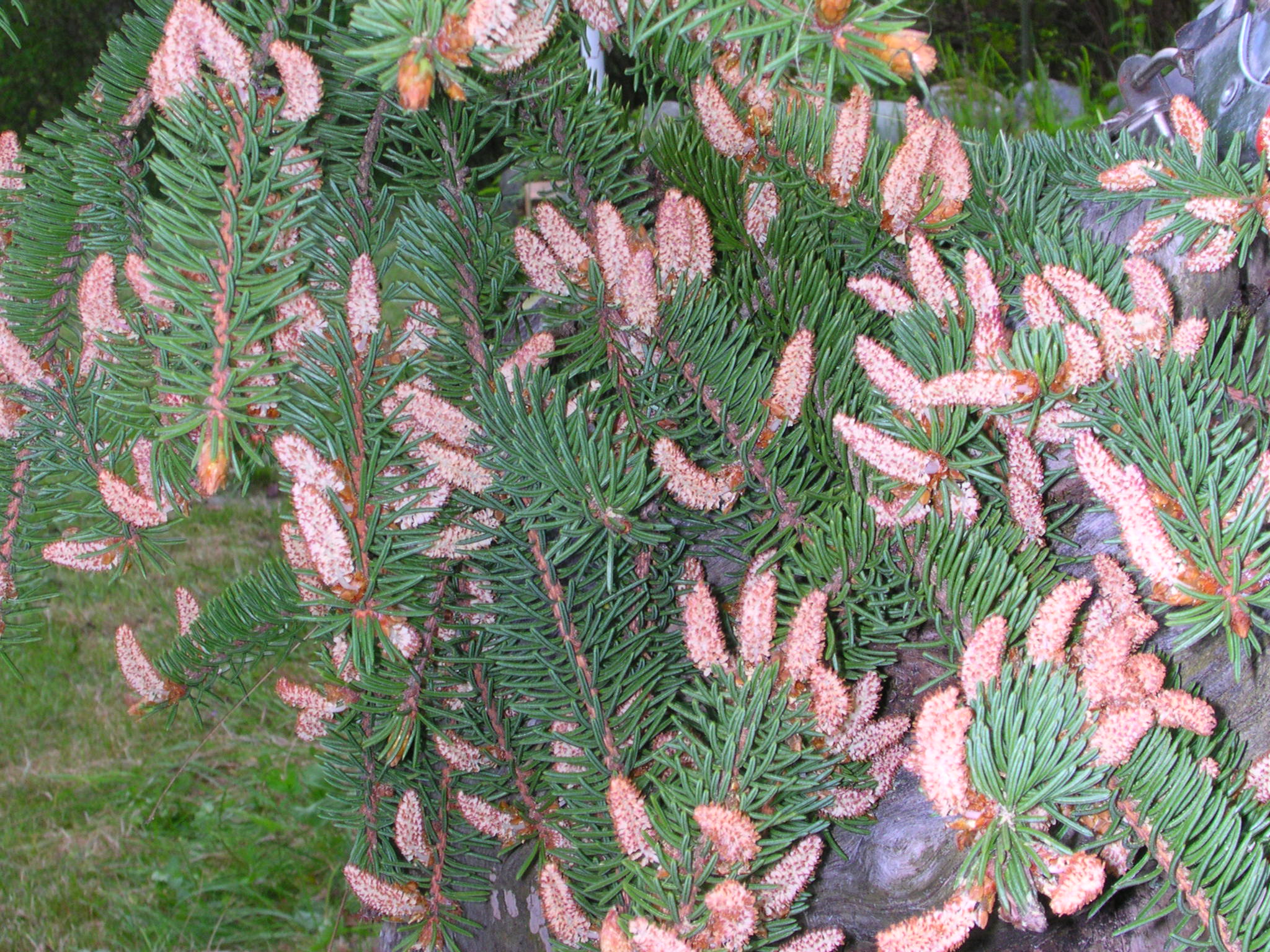 Picea Abies мужская шишка
