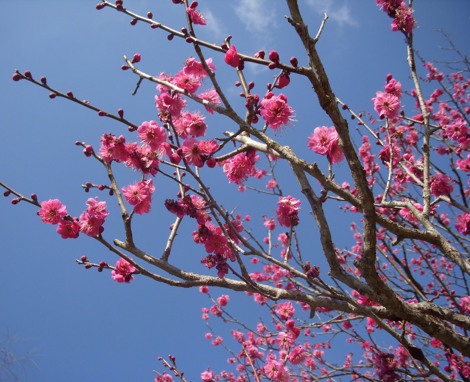 Plum blossom. Японская слива Умэ. Цветущая слива Умэ Япония. Цветы Умэ японская слива. Слива Умэ цветение.