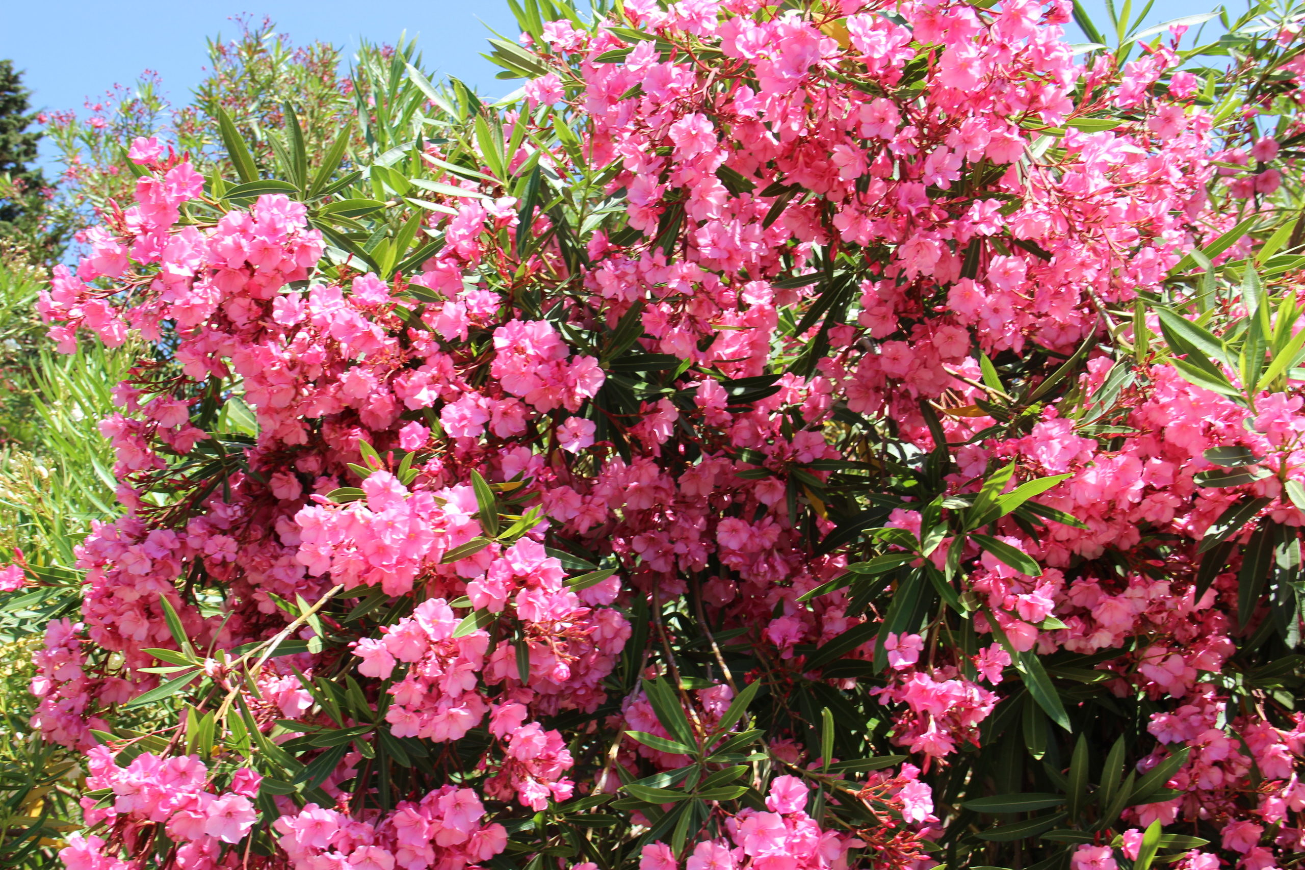цветущие деревья абхазии фото и названия