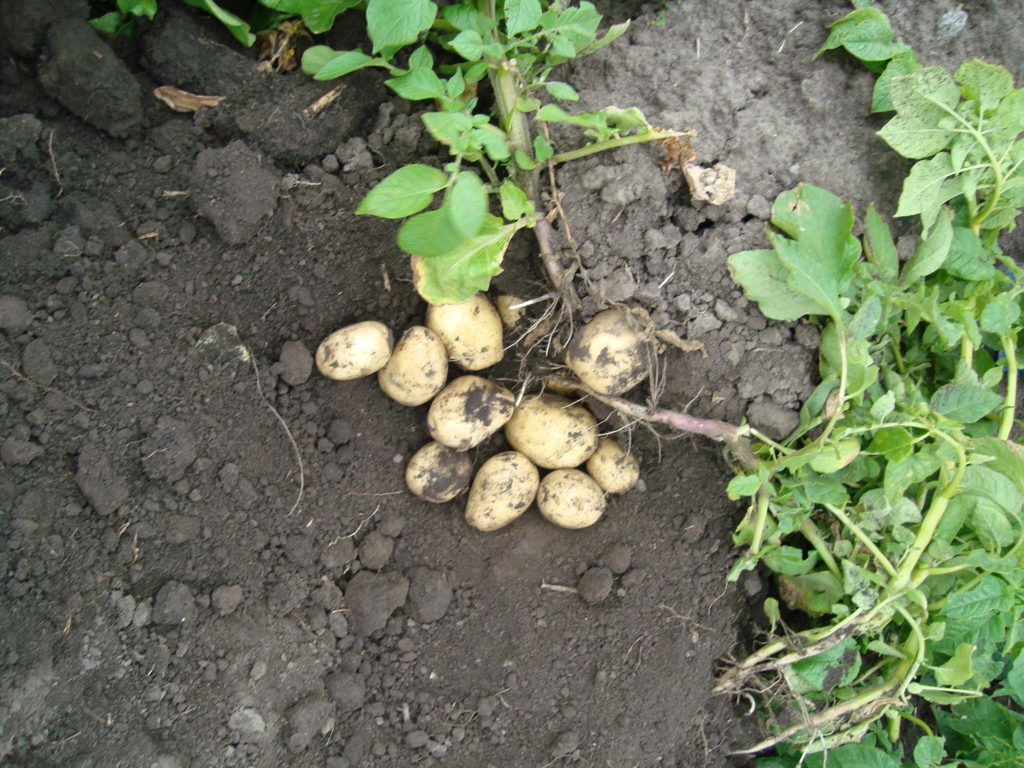 Можно ли сажать картошку после картошки. Сорт картофеля Лабелла. Картофель сорт Лабелла семенной. Картошка после цветения. Вызревание картофеля.