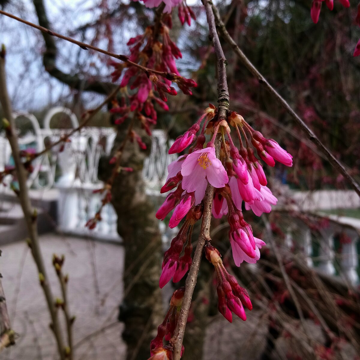 Дерево с розовыми цветами в сочи название фото