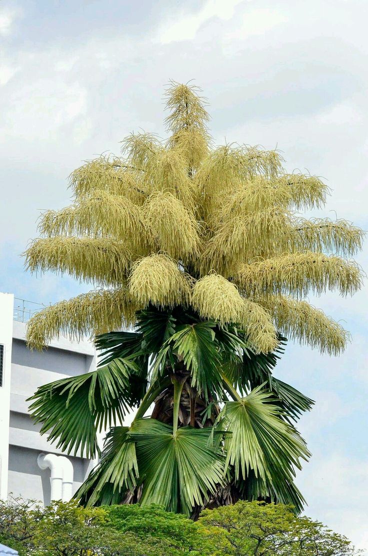 Финиковая пальма: уход, полив, фото, размножение