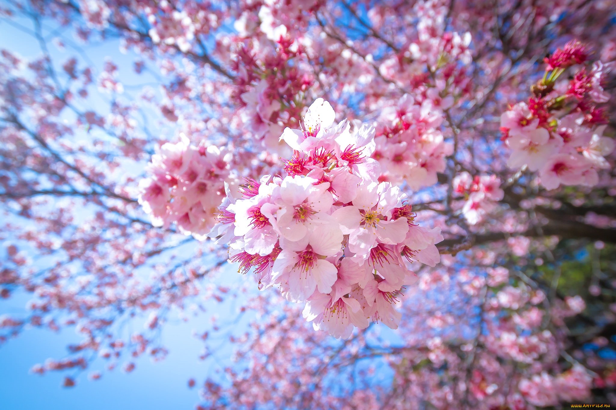 Фото сакуры в цвету в хорошем качестве