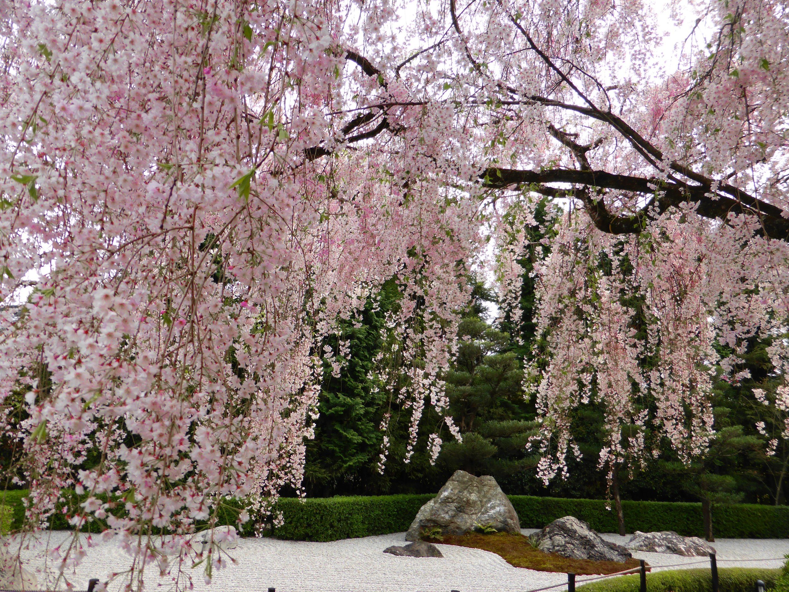 Japanese blossom. Сакура Тайхаку. Черри блоссом дерево. Вишня мелкопильчатая Тайхаку (Сакура). Сакура Тайхаку цветение.