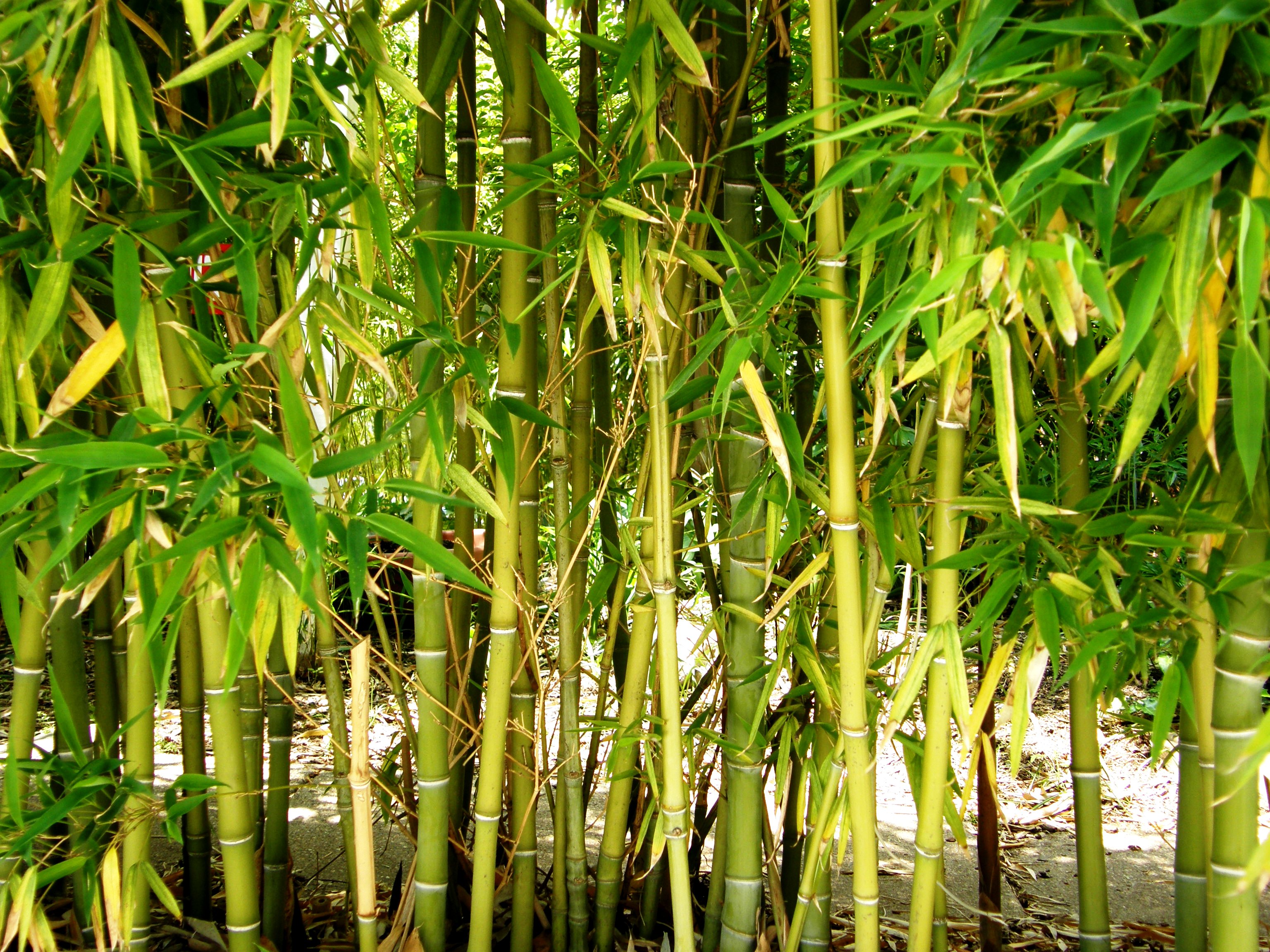 Цветы Бамбука
