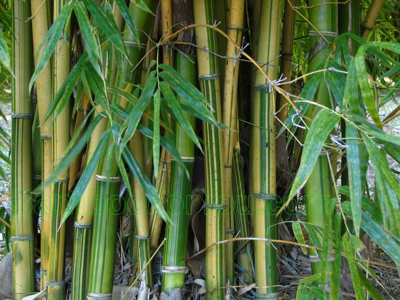 Бамбук в среднем вырастает. Бамбук обыкновенный (bambusa vulgaris). Bambusa arundinacea. Бамбук arundinacea. Курильский бамбук.