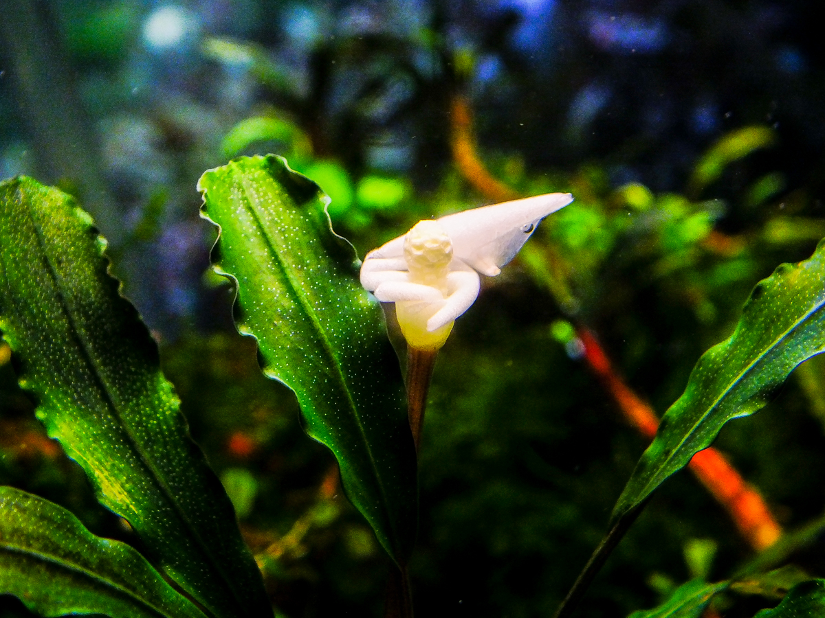 Буцефаландра аквариумное фото растение