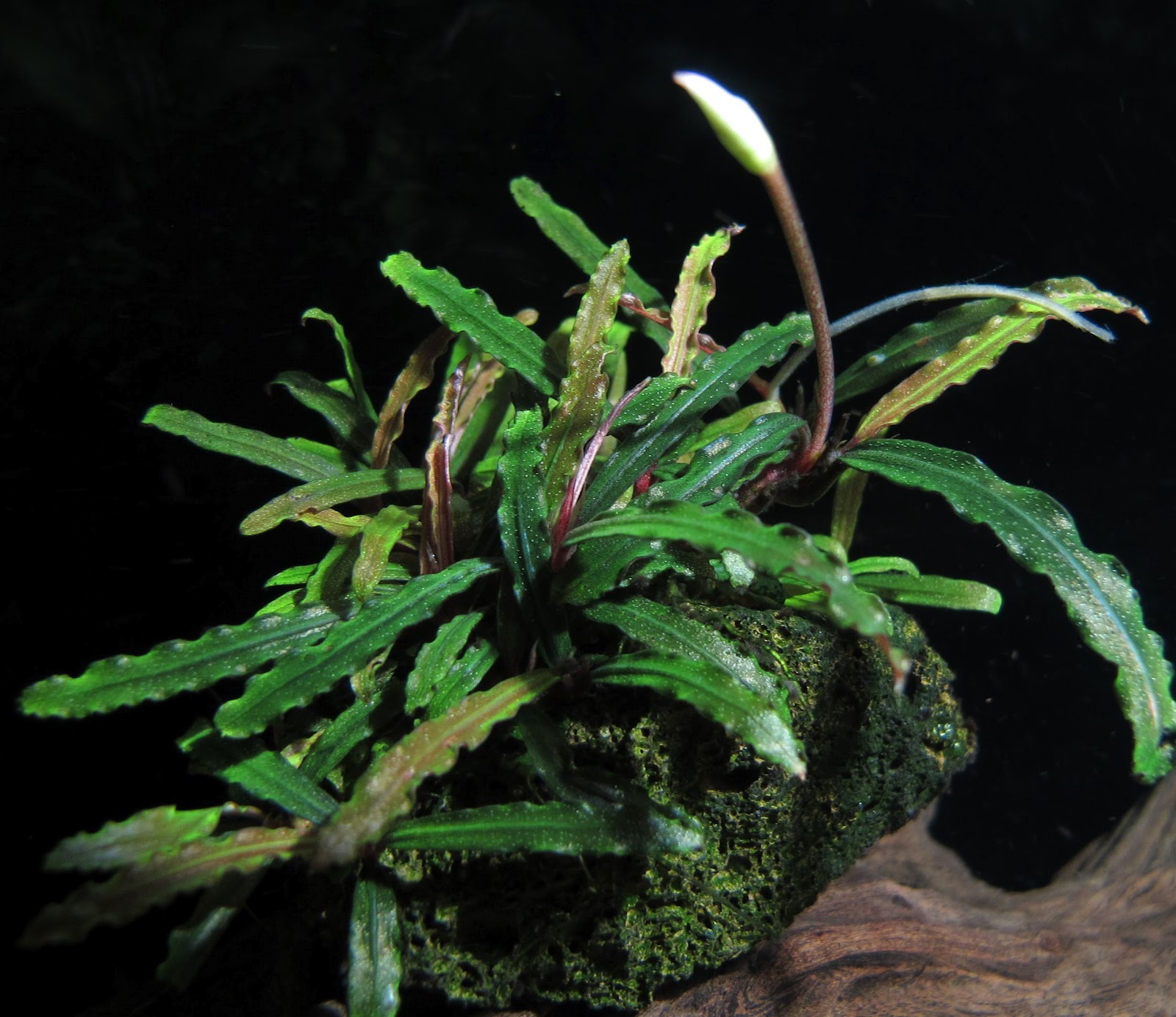 Буцефаландра аквариумное фото растение