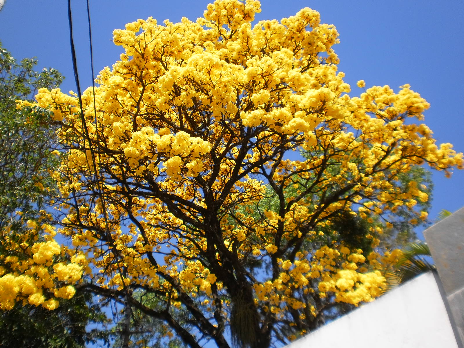 Лапачо дерево желтые цветы
