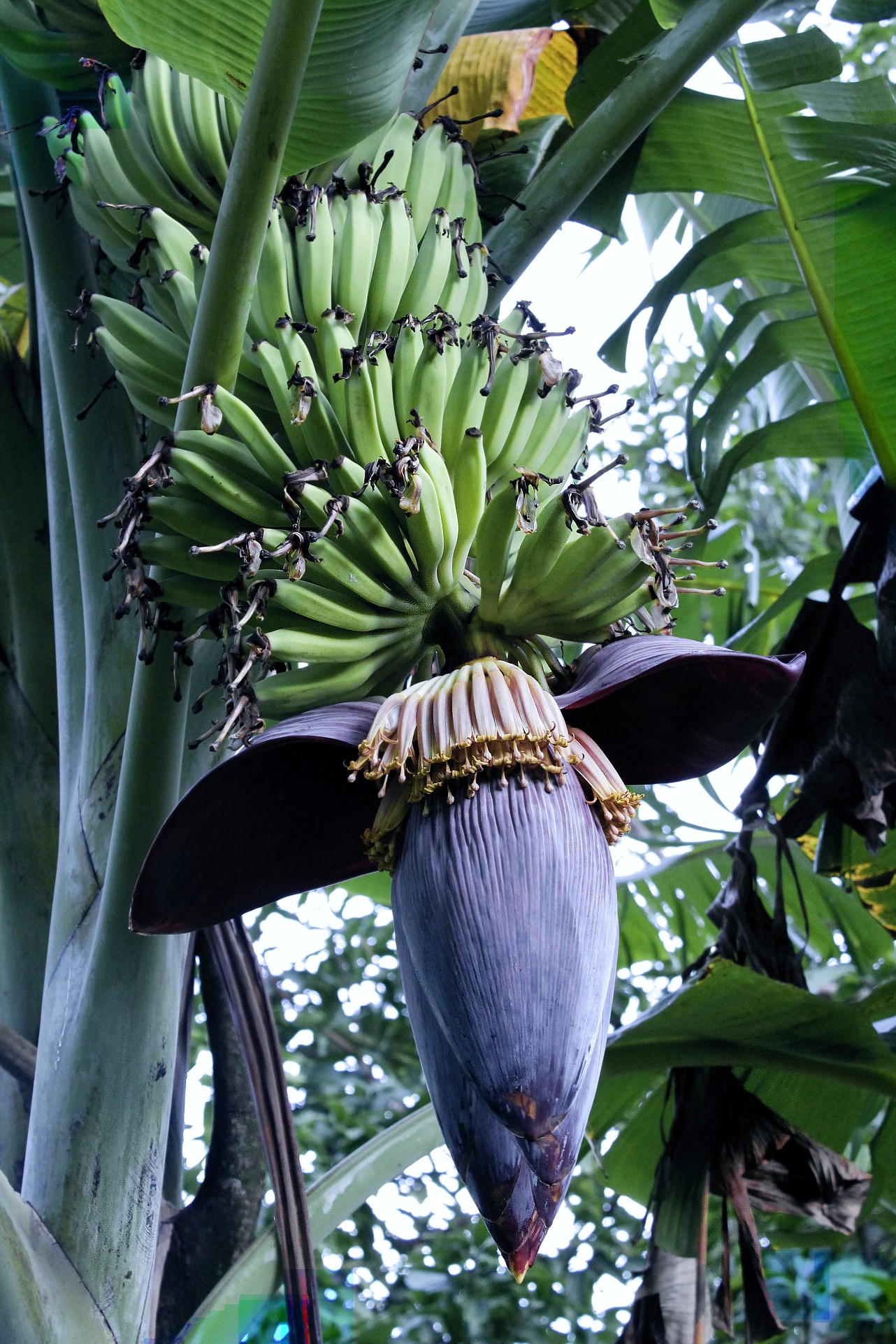 Как цветет банан. Бутон банана. Соцветие банана. Банановая Пальма цветение. Банановая Пальма в Сочи цветок.
