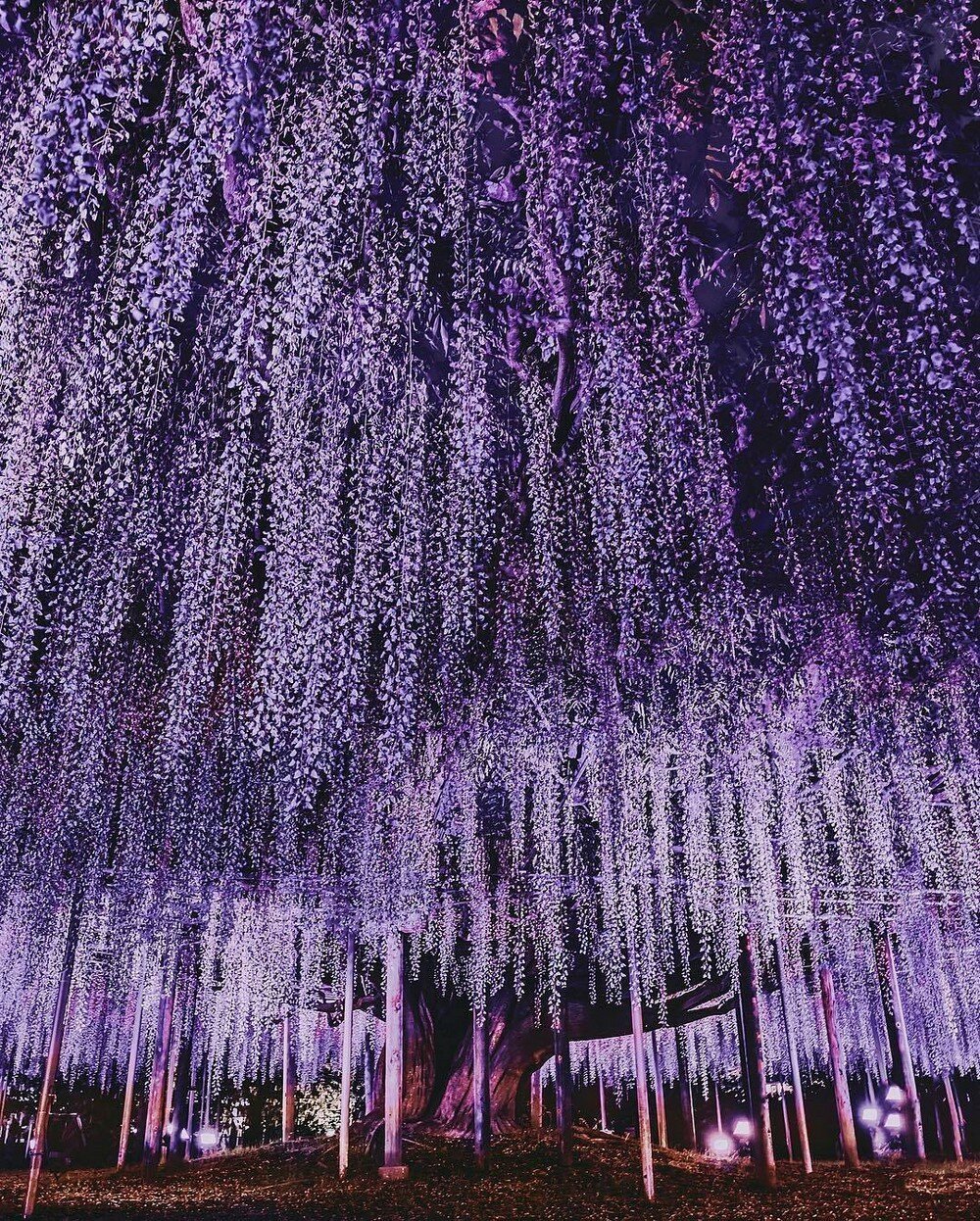 дерево глицинии в японии