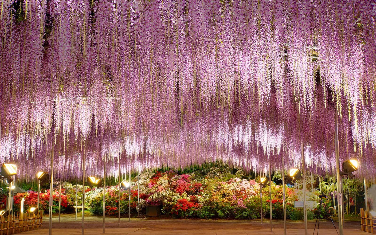 Глициния цветет в японии