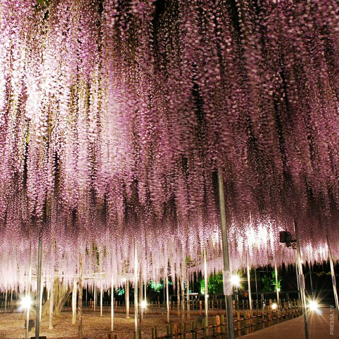 Глициния цветет в японии