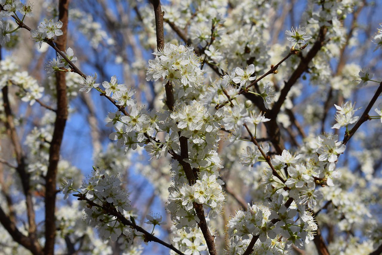 Дерево вишня фото цветение