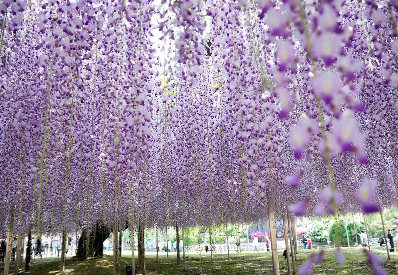 Цветение глицинии в японии