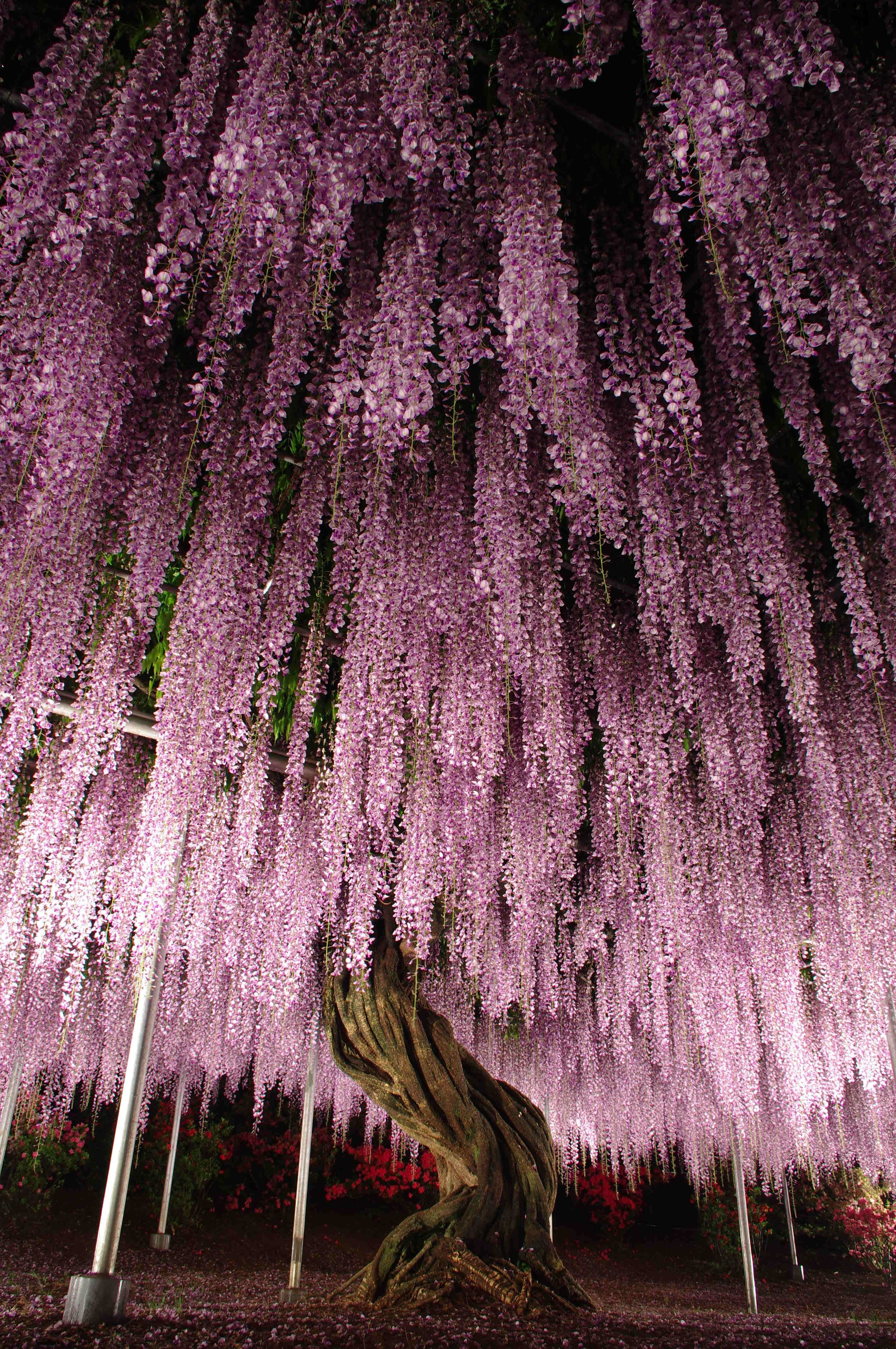глициния цветет в японии
