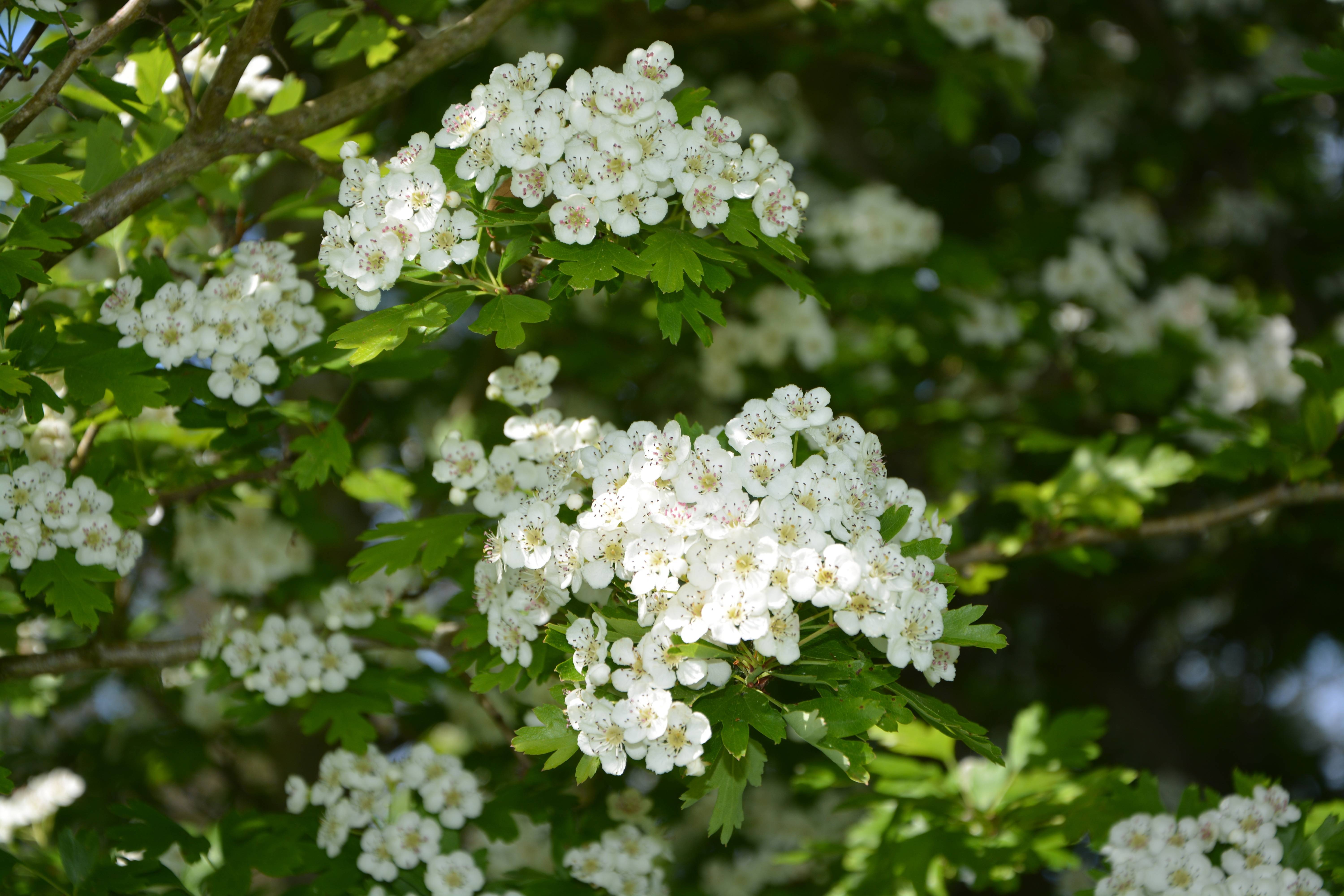 Какое дерево цветет белым. Боярышник однопестичный цветение. Боярышник белый куст.