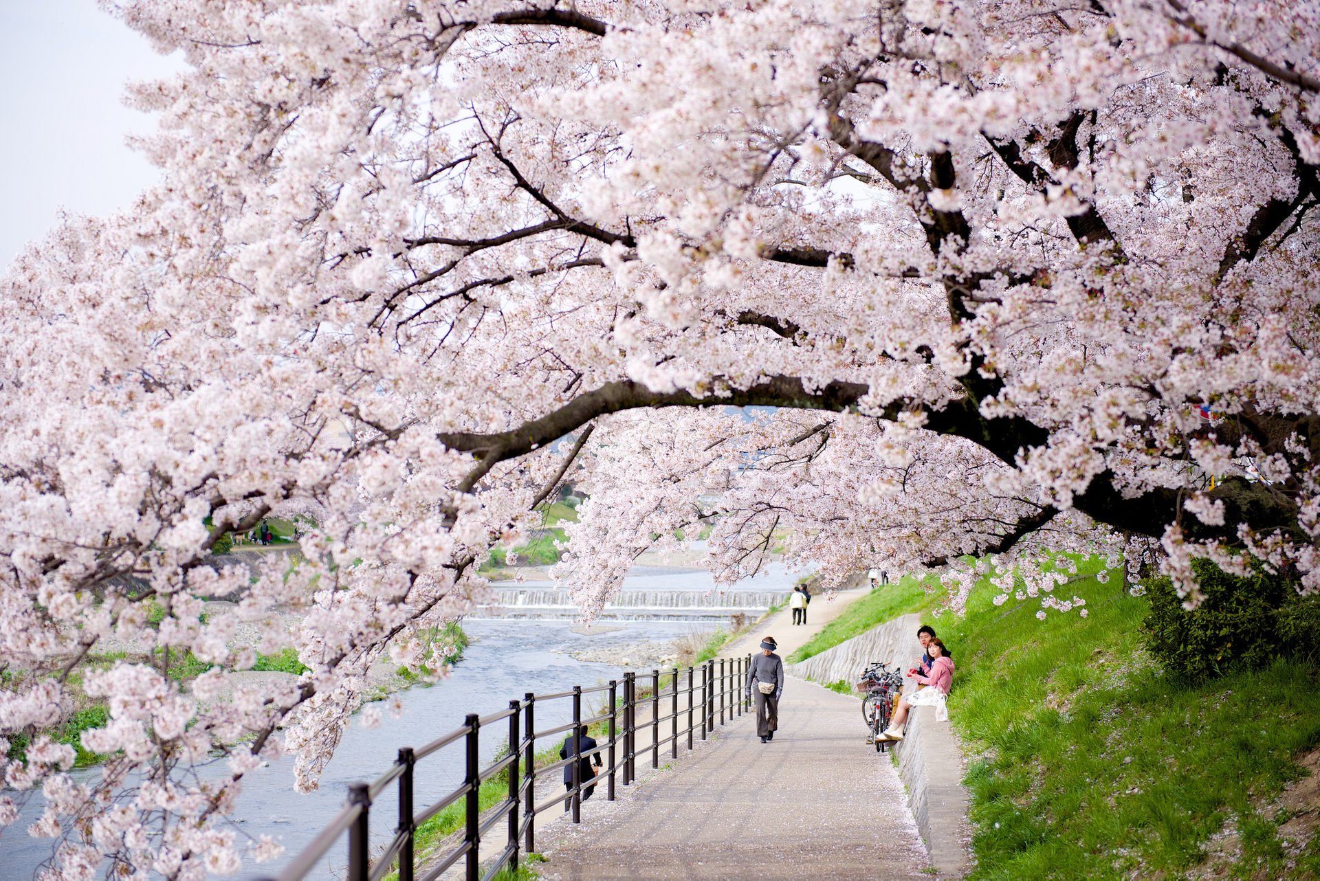 Цветение Сакуры в Йокогаме