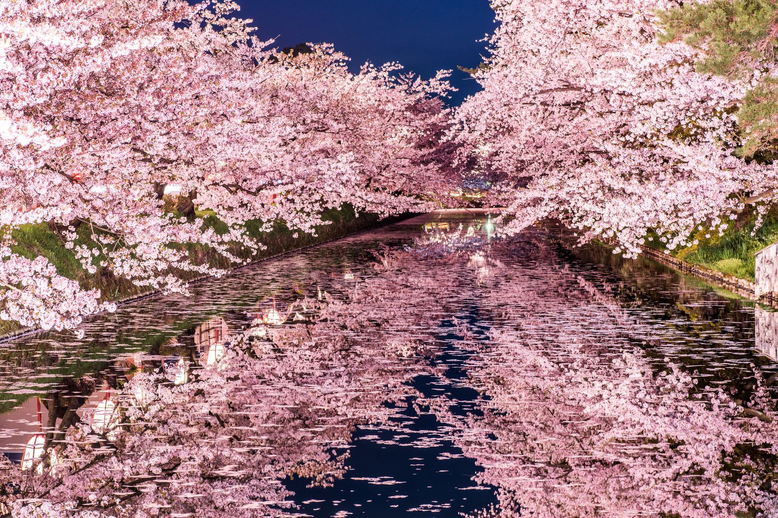 Канагава Япония Цветущая вишня