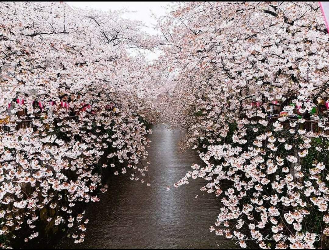 Расцвет Сакуры в Японии