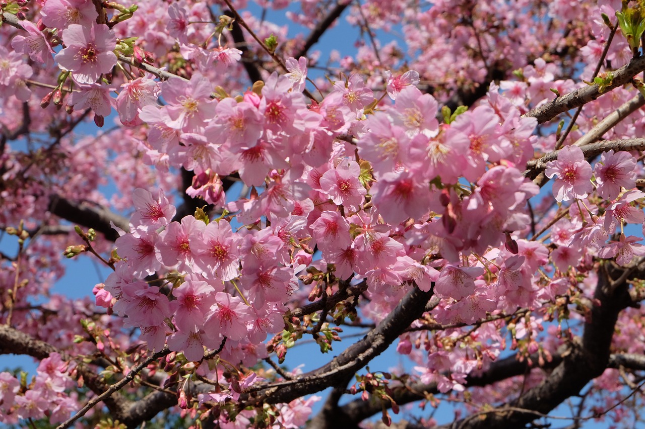 Как выглядит сакура после цветения летом фото