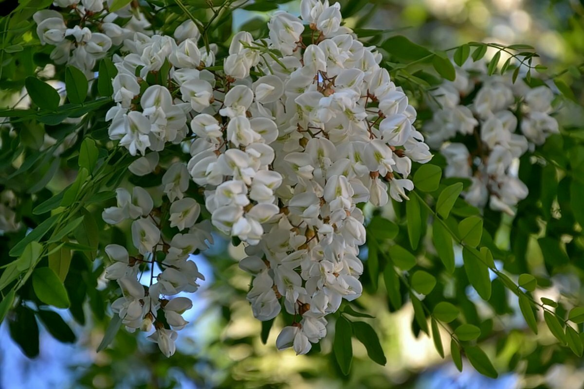 цветы белой акации