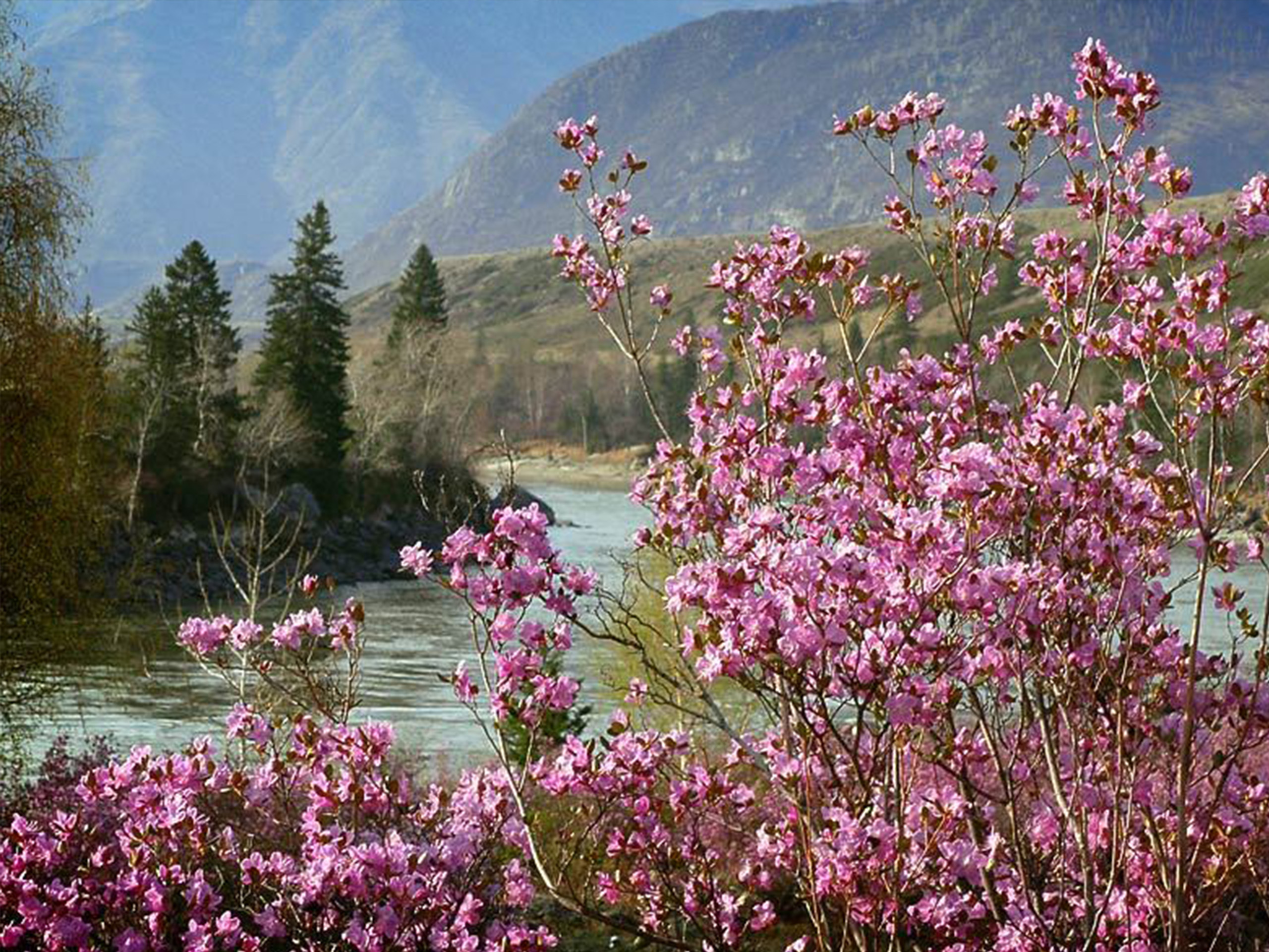 Алтай весной цветение маральника