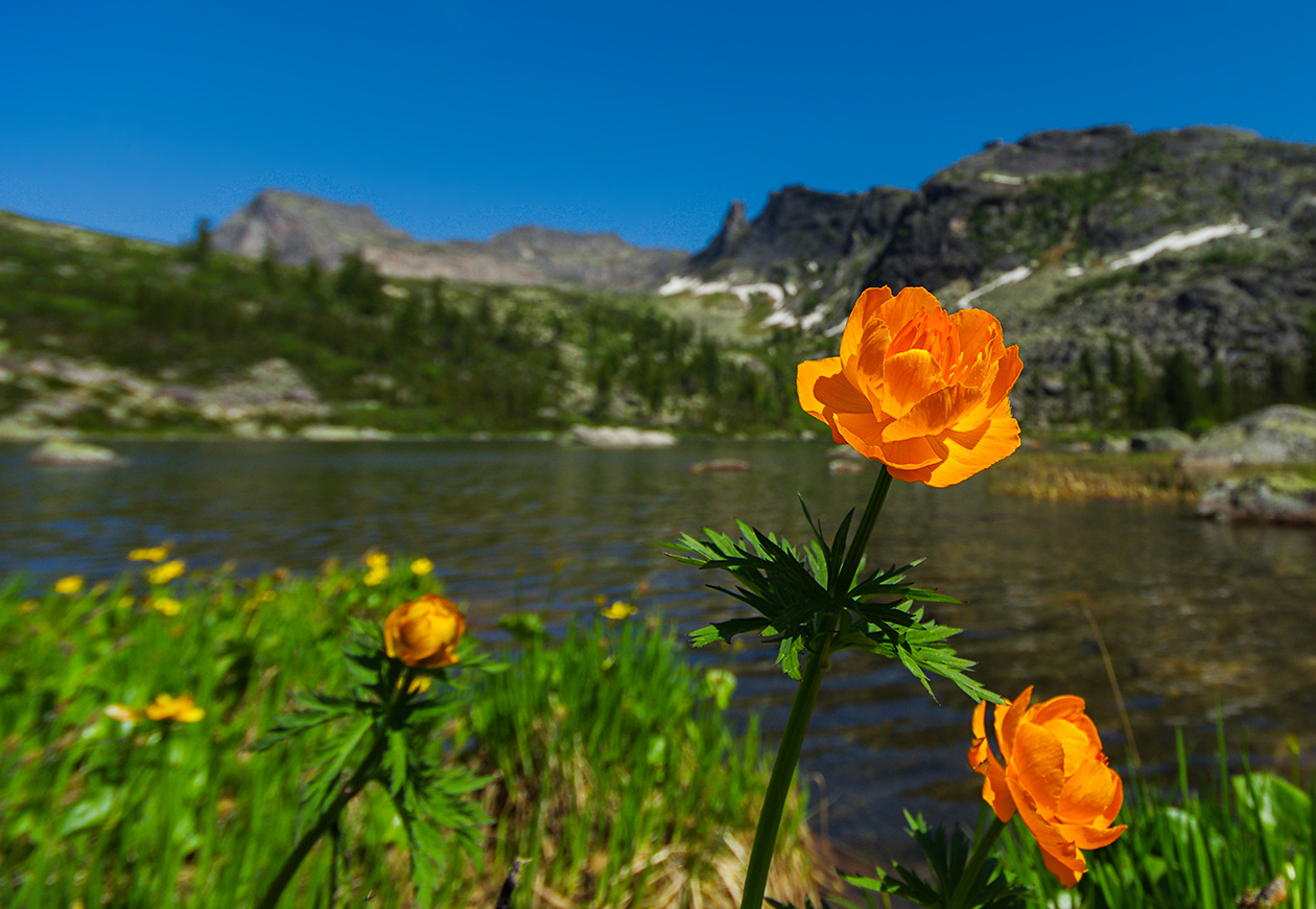 Жарки цветут горы Ергаки озеро