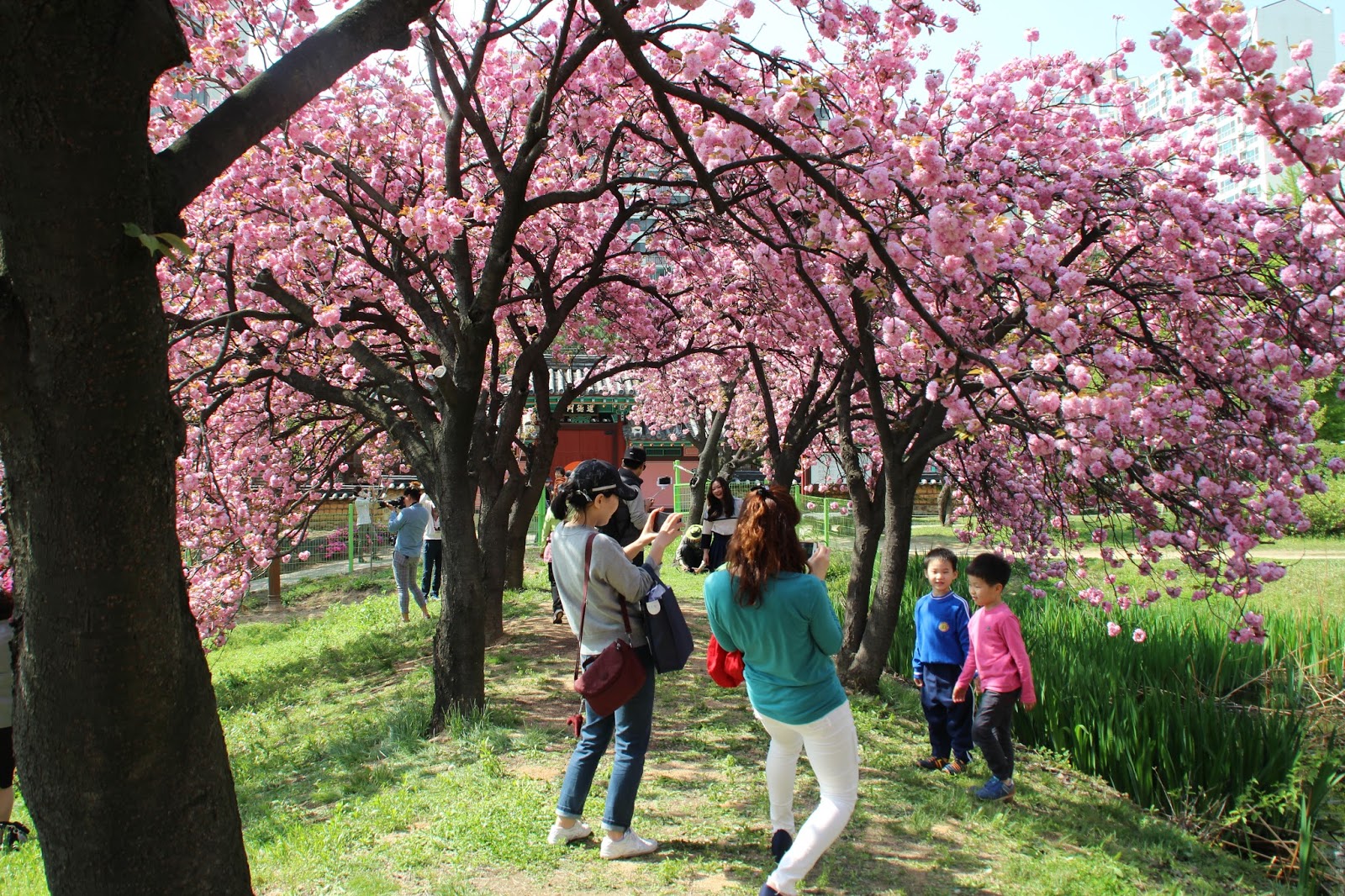 Южные сакуры. Корея черри блоссом. Сеул дворец кёнбоккун Сакура цветет. Сеул Южная Корея Сакура. Цветение Сакуры в Южной Корее.