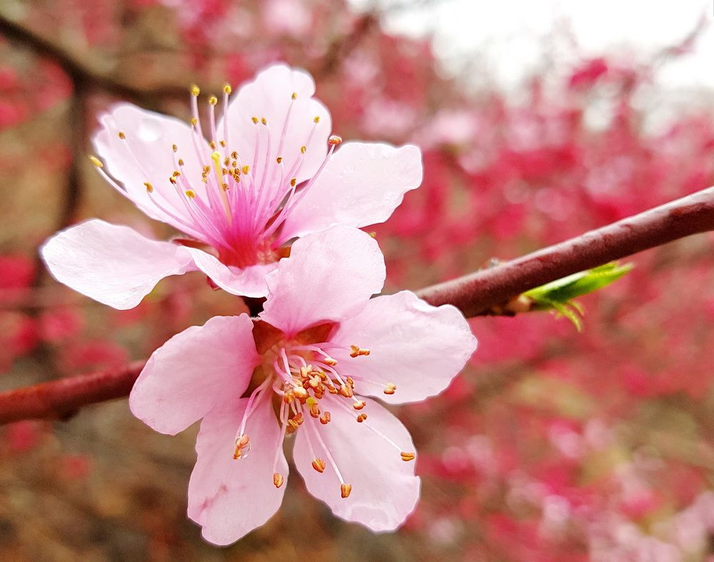 Сакура вишневая. Цветение Сакуры в Корее. Сеул Сакура. Сакура цветение растения. Корейская Сакура цветение.