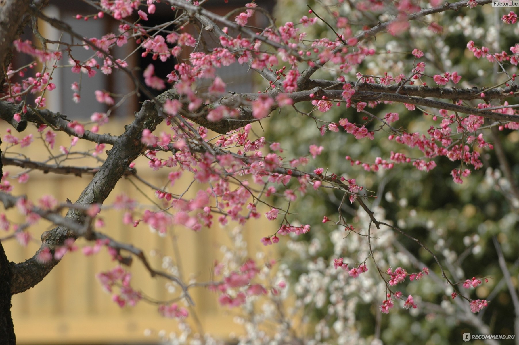 цветение вишни в корее