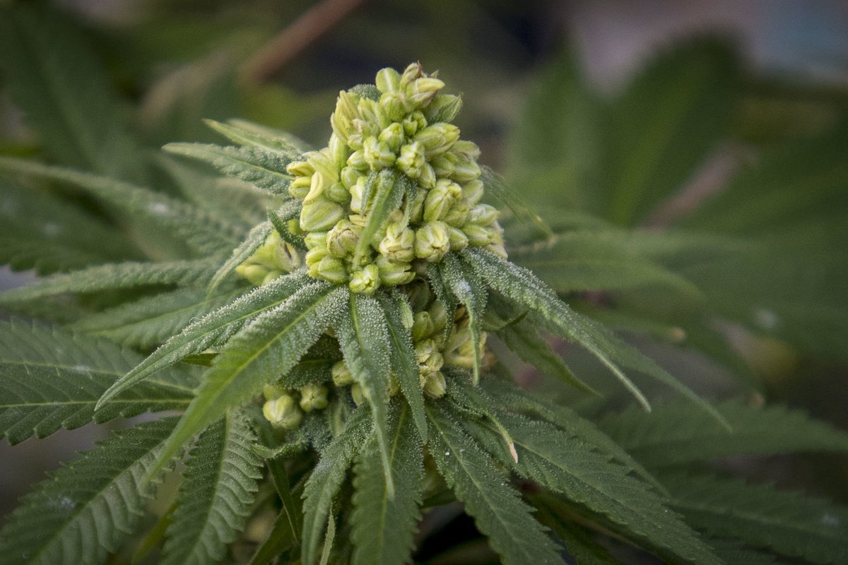 Опыленное растение конопли сломался росток марихуаны