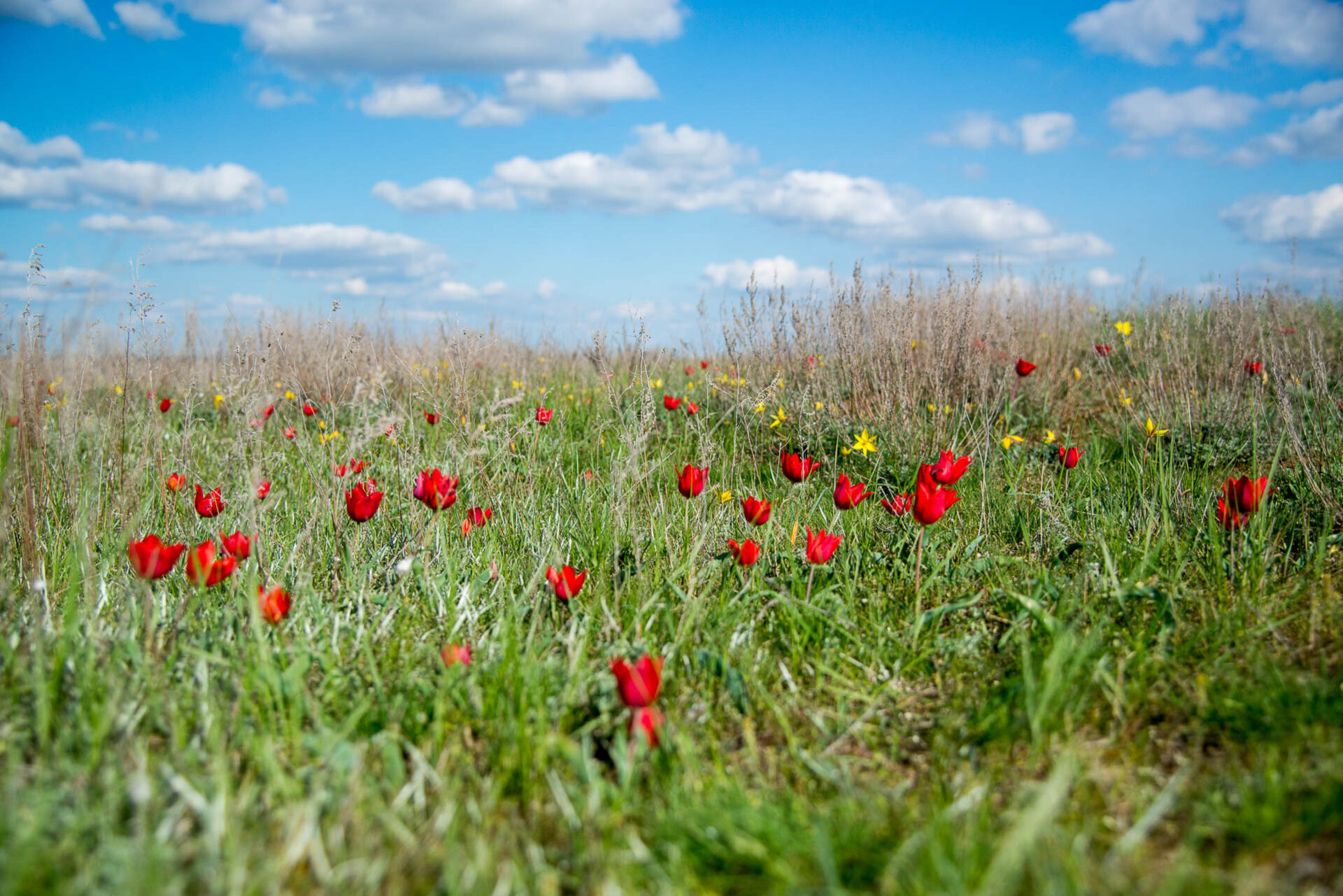 Калмыцкая степь весной тюльпаны фото