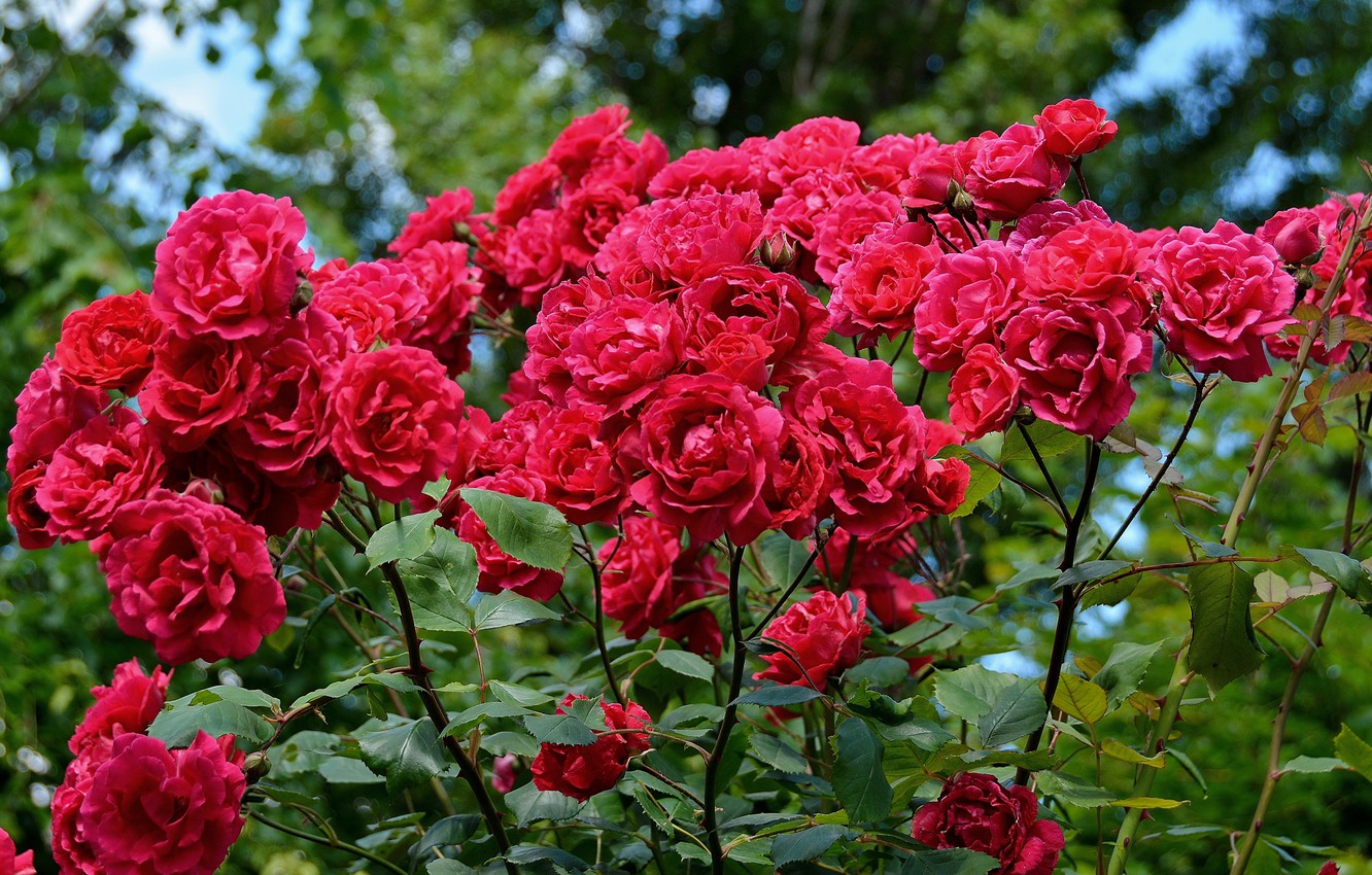 Цветение Роз