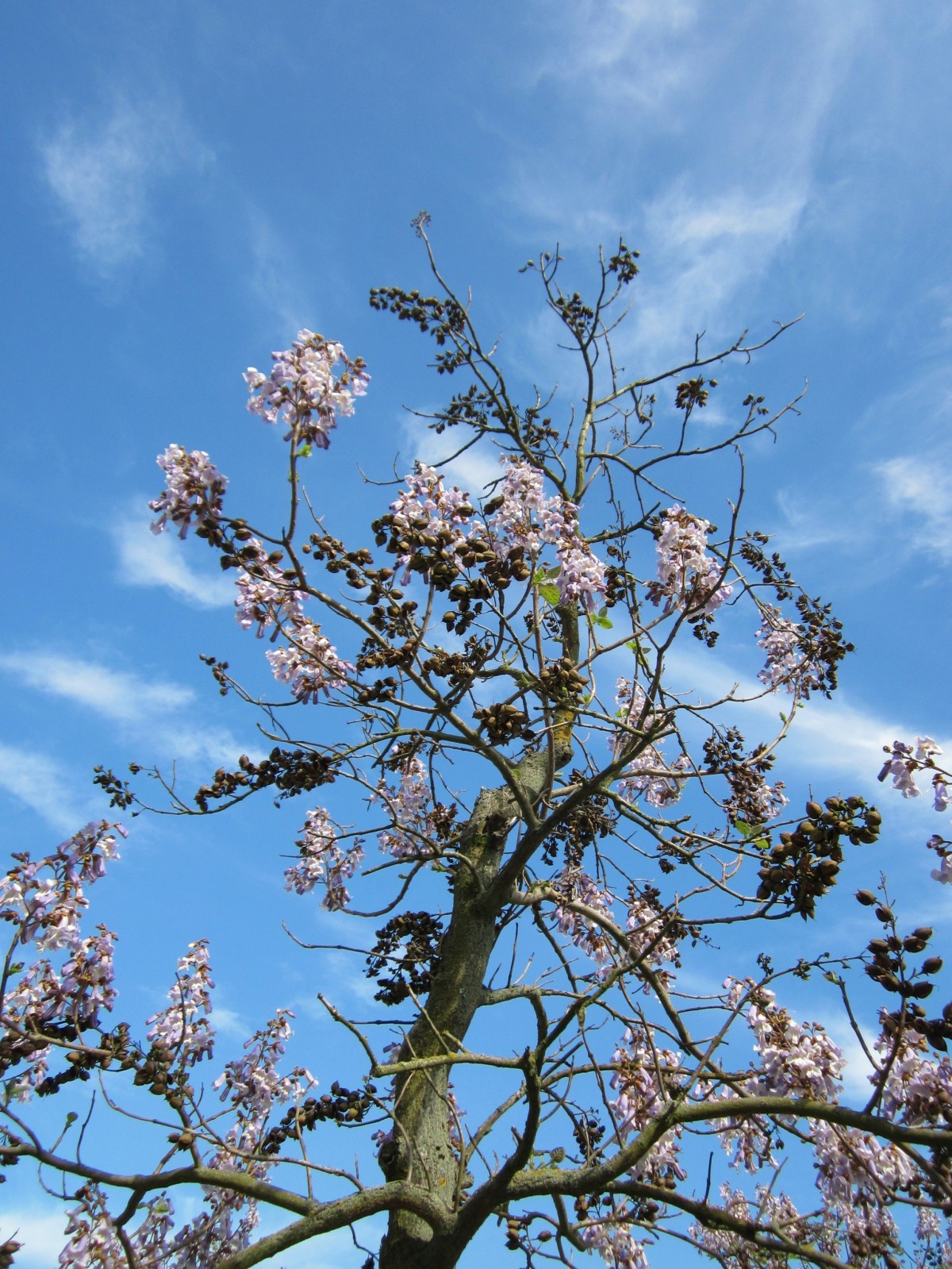Павловния дерево фото с цветами и с листьями