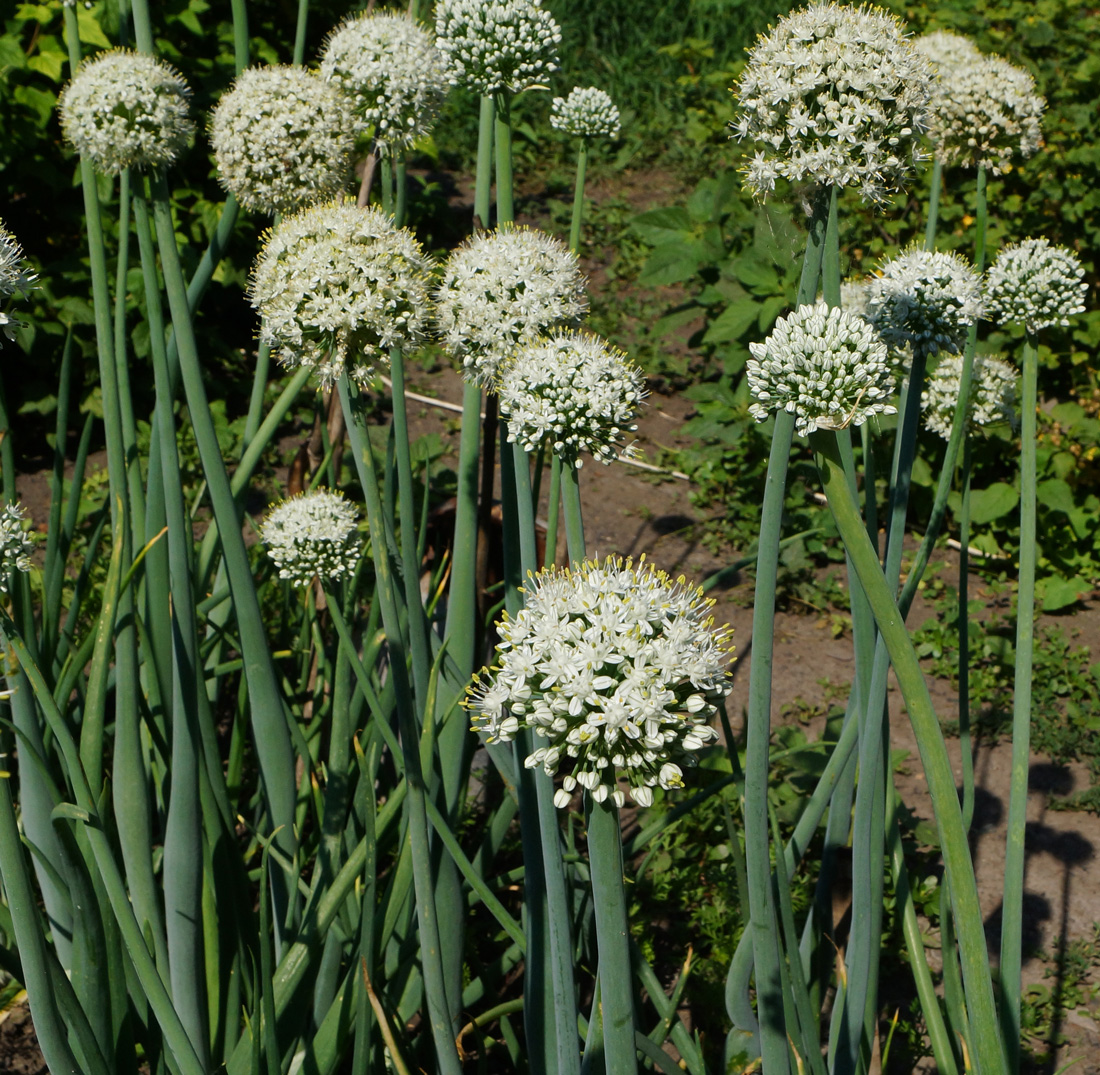 Allium Cepa — репчатый лук