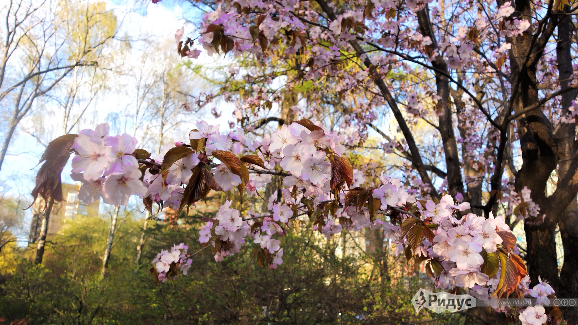 Цветение сакуры в ботаническом саду фото