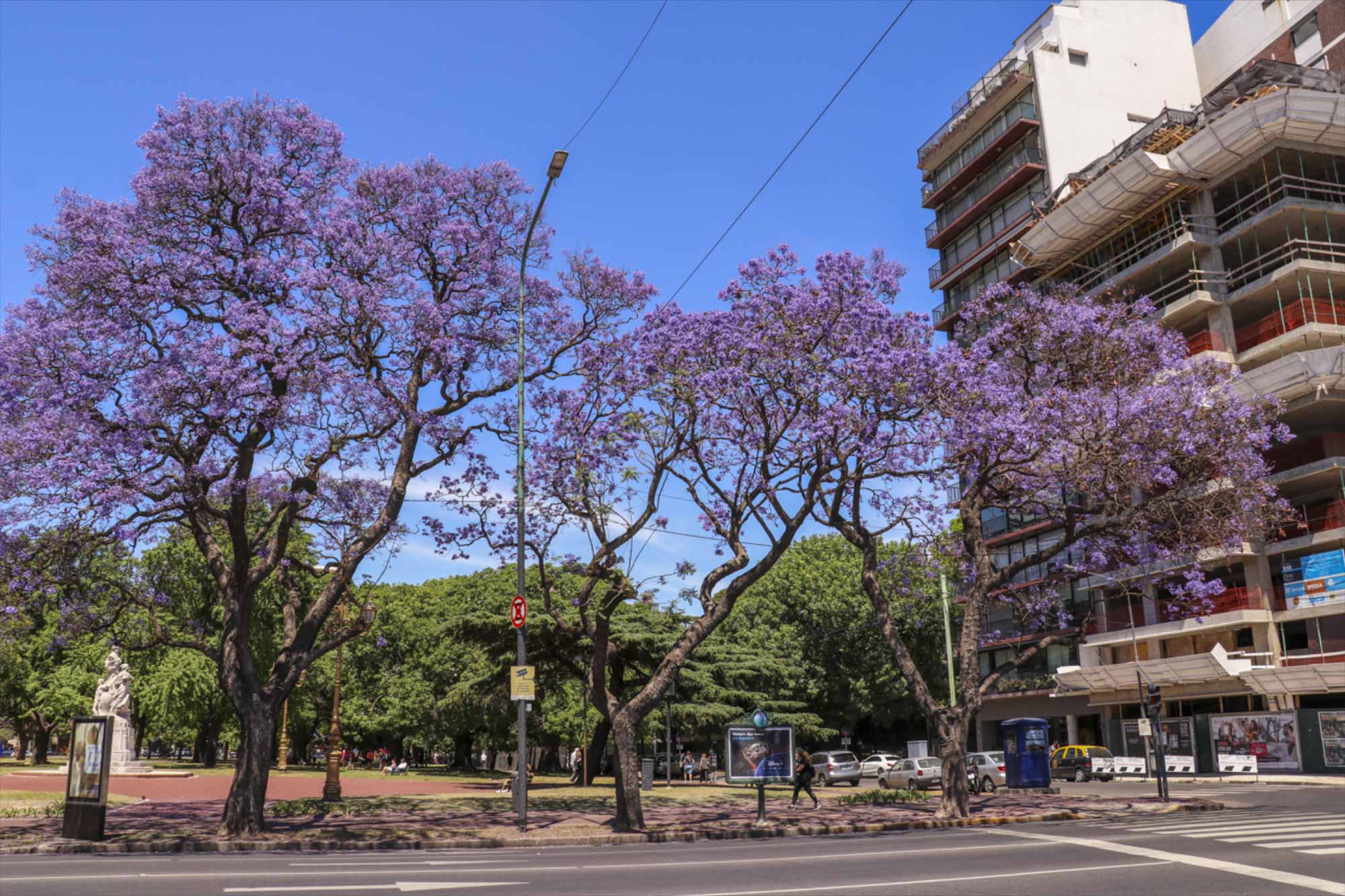 Цветение жакаранды в Буэнос Айресе