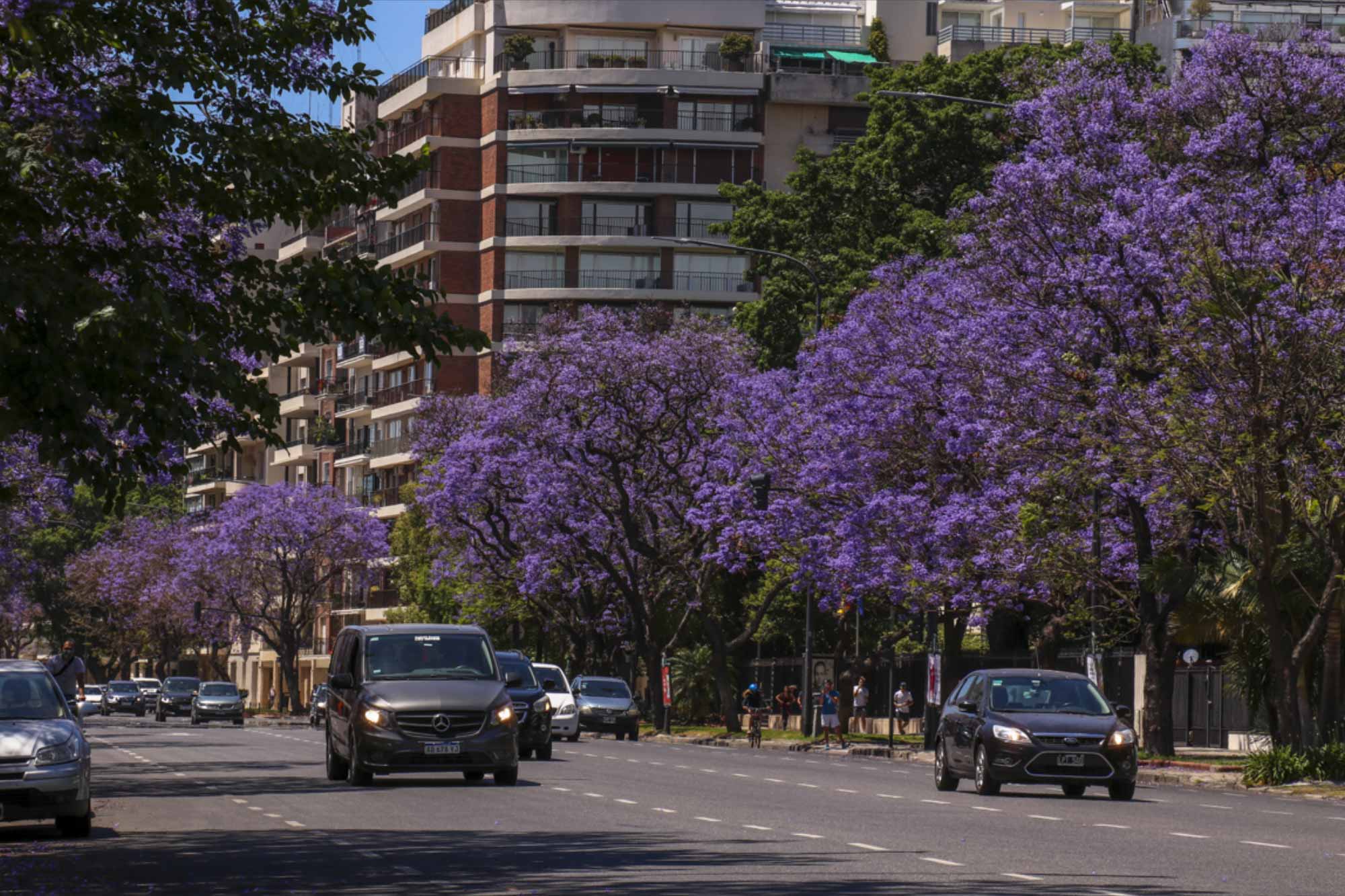 Цветет жакаранда в Буэнос Айресе